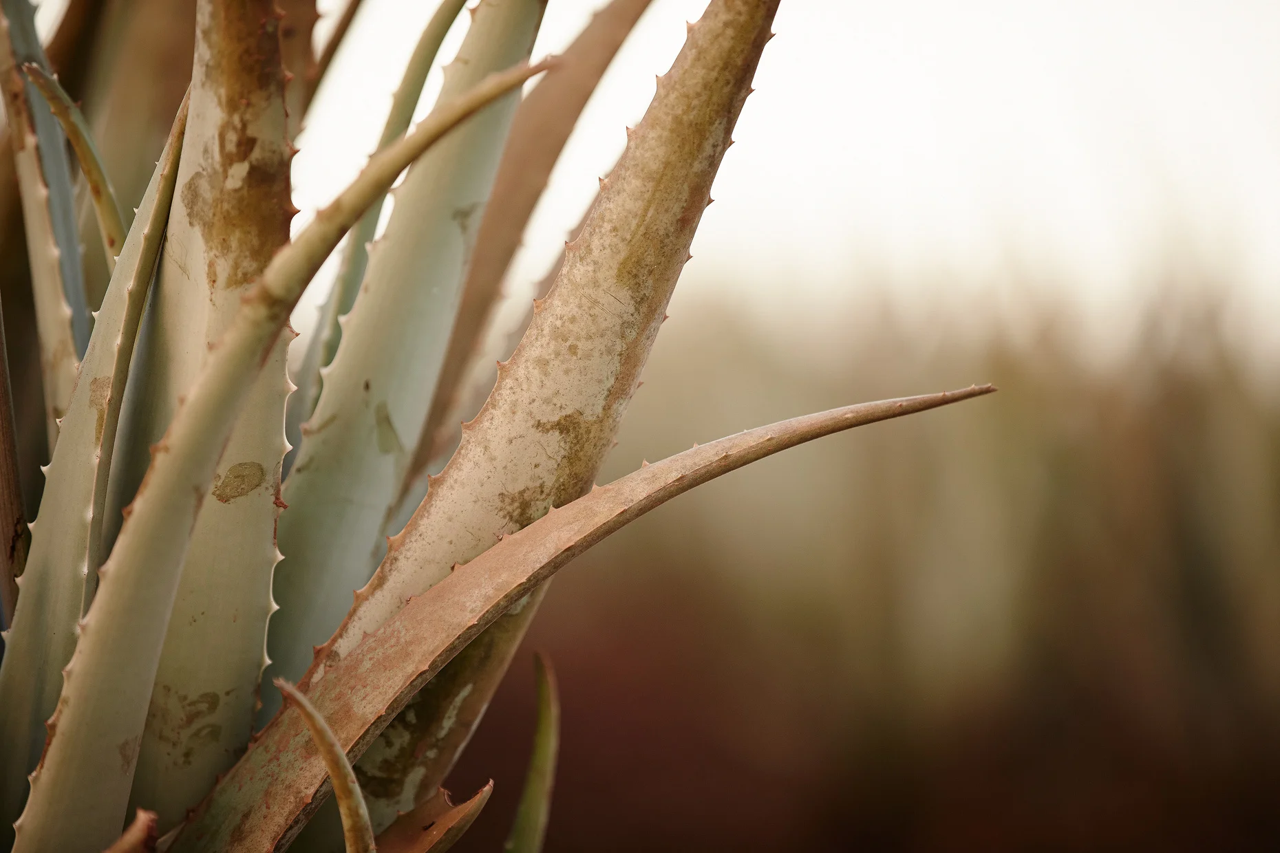 Travel Photography Dominican Republic Derek Israelsen Aloe Vera