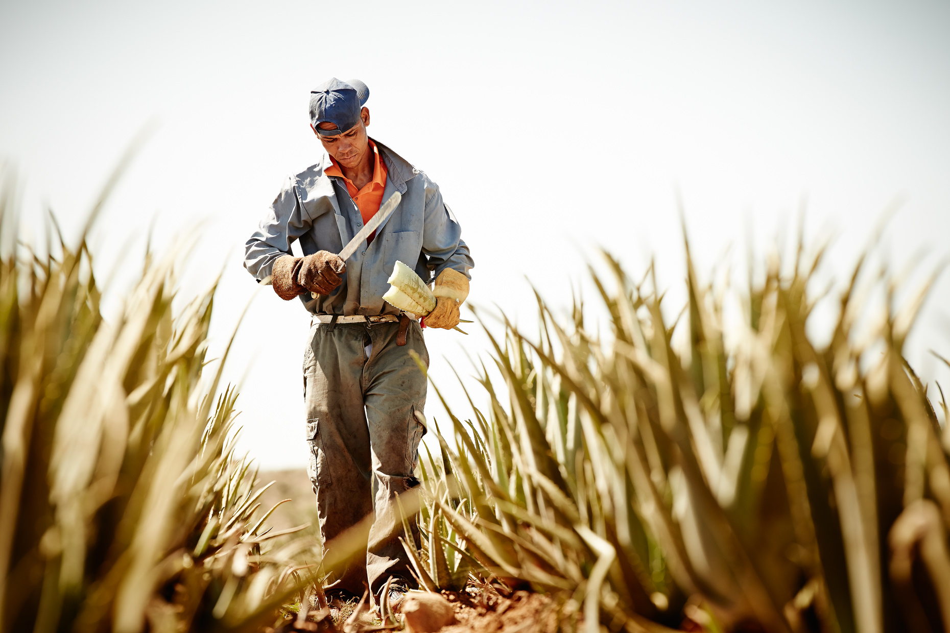 Travel Photography Dominican Republic Derek Israelsen Chopping Aloe