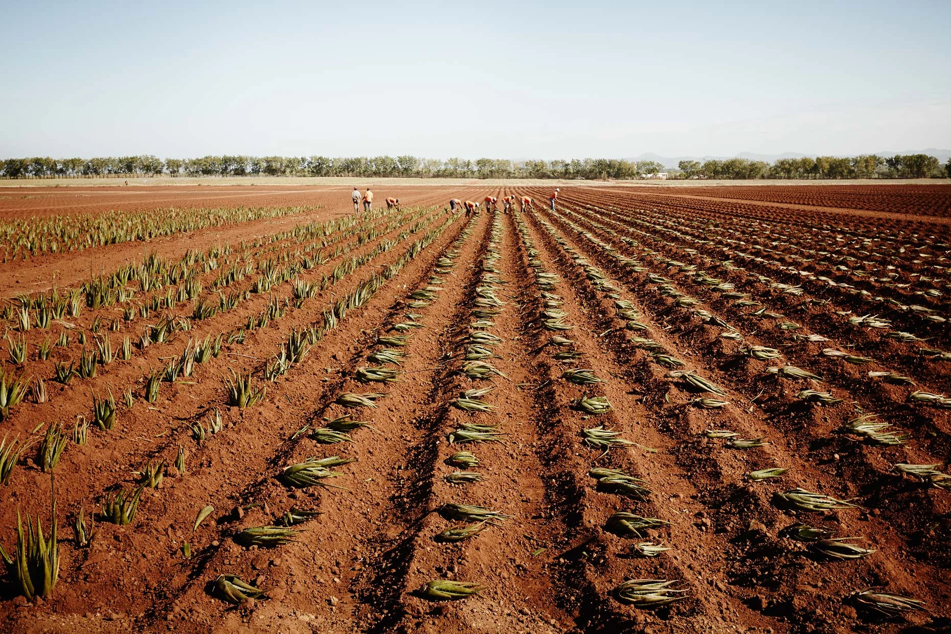 Travel Photography Dominican Republic Derek Israelsen Rows of Aloe