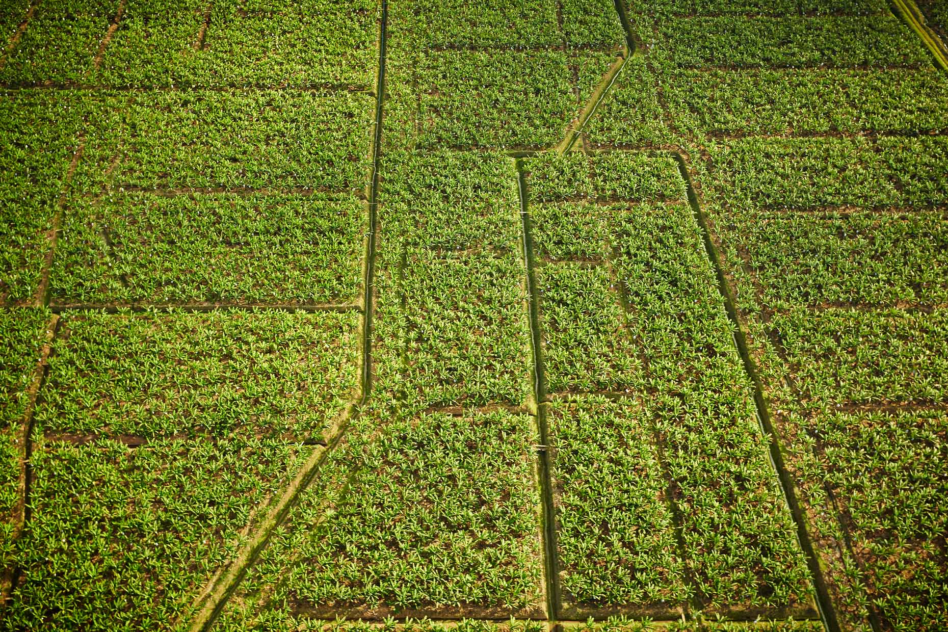 Travel Photography Dominican Republic Derek Israelsen Aerial Aloe Farm