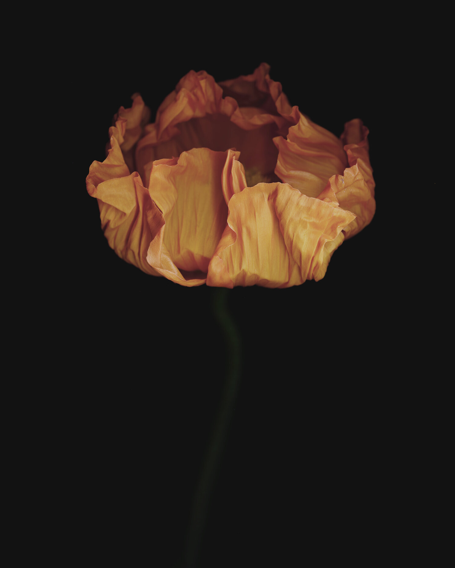Derek Israelsen Flower 004.jpg