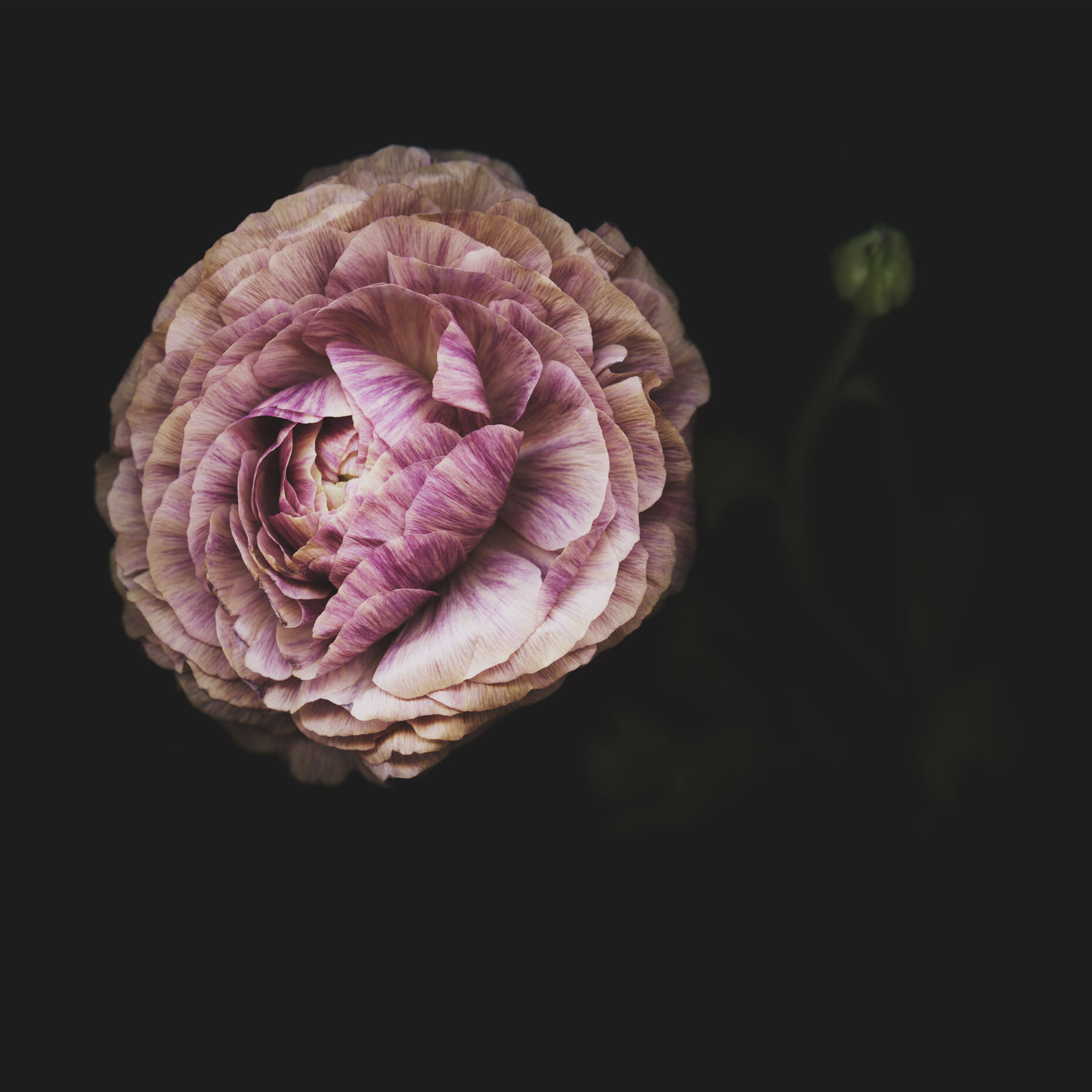 Derek Israelsen Flower 015.jpg