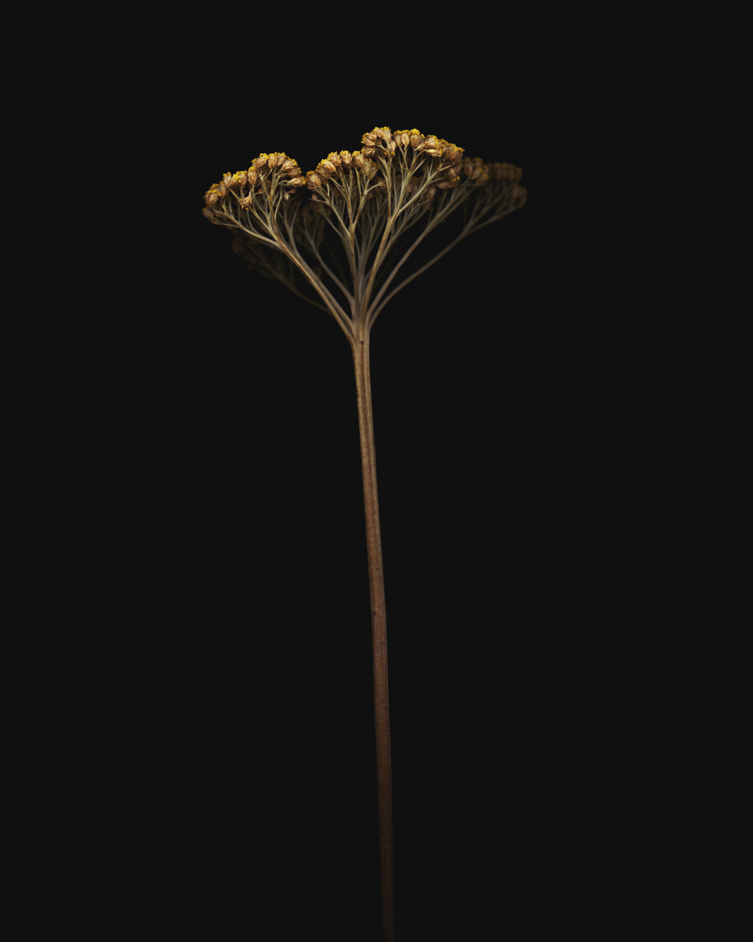 Derek Israelsen Flower 050.jpg