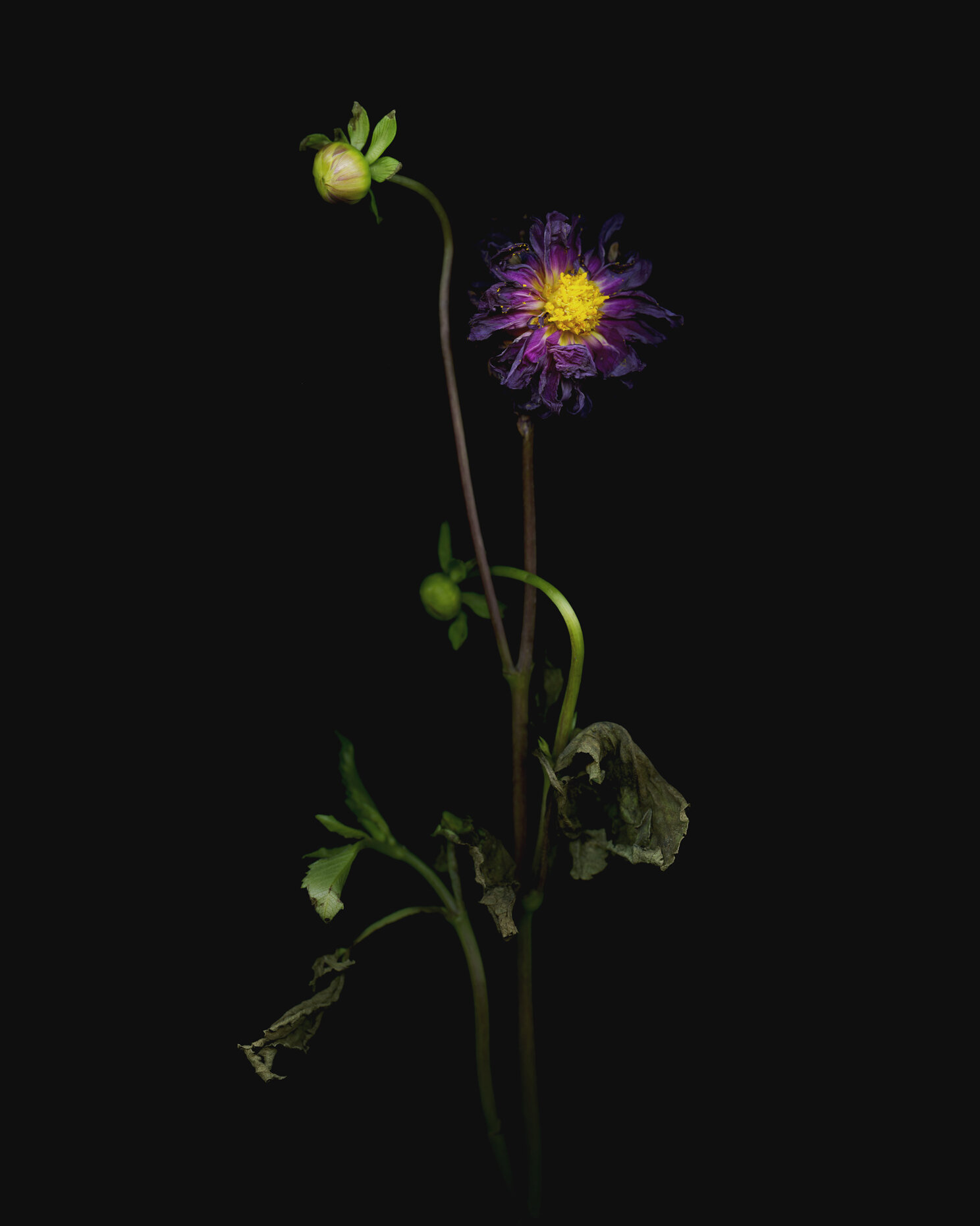 Derek Israelsen Flower 072.jpg