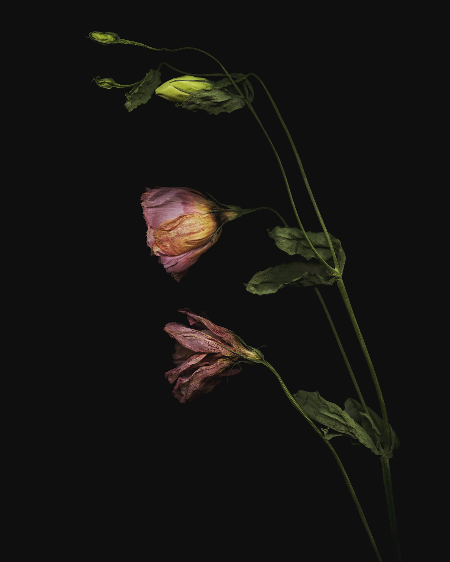 Derek Israelsen Flower 091.jpg