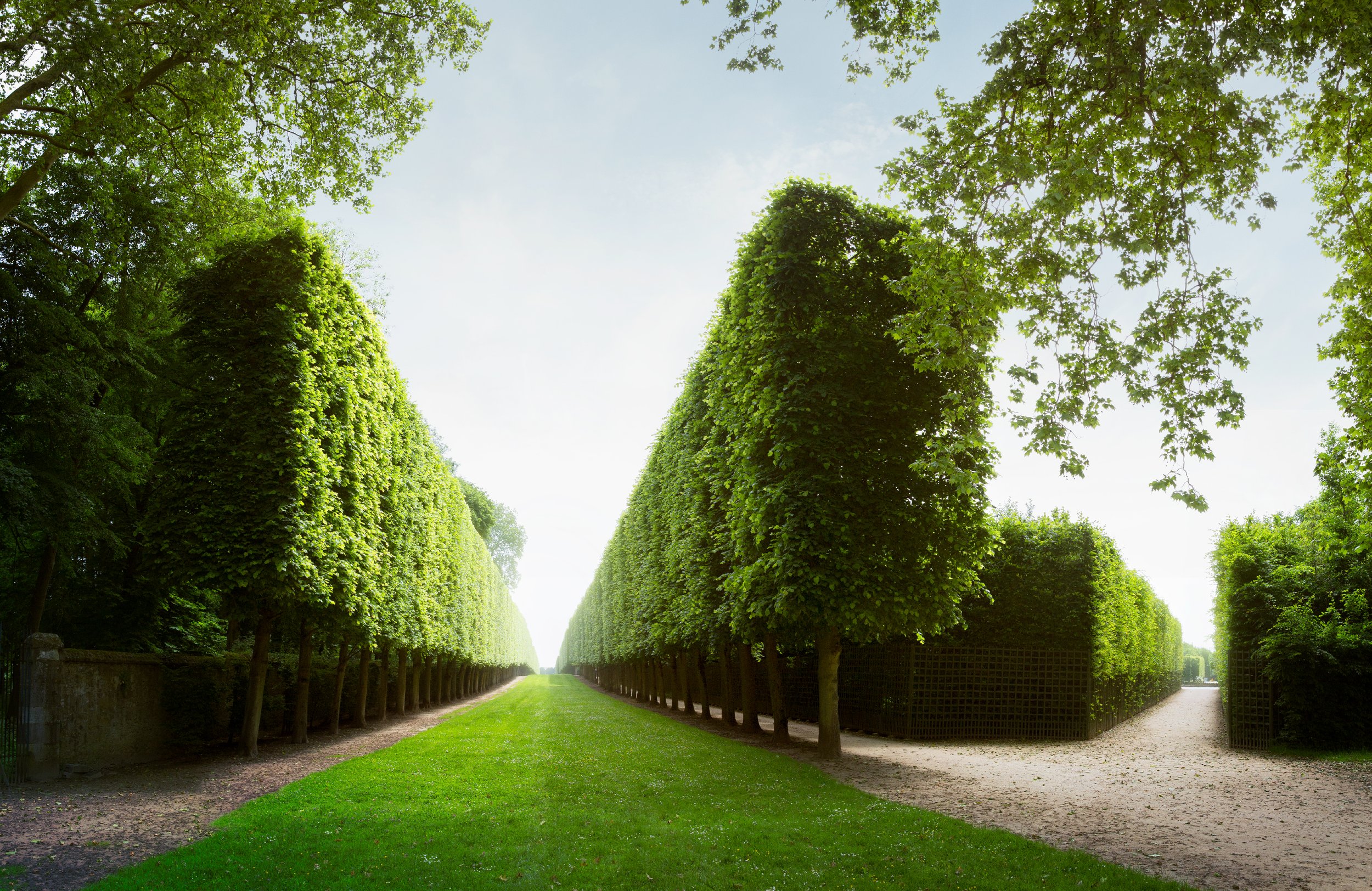 Versailles_Trees_1.jpg
