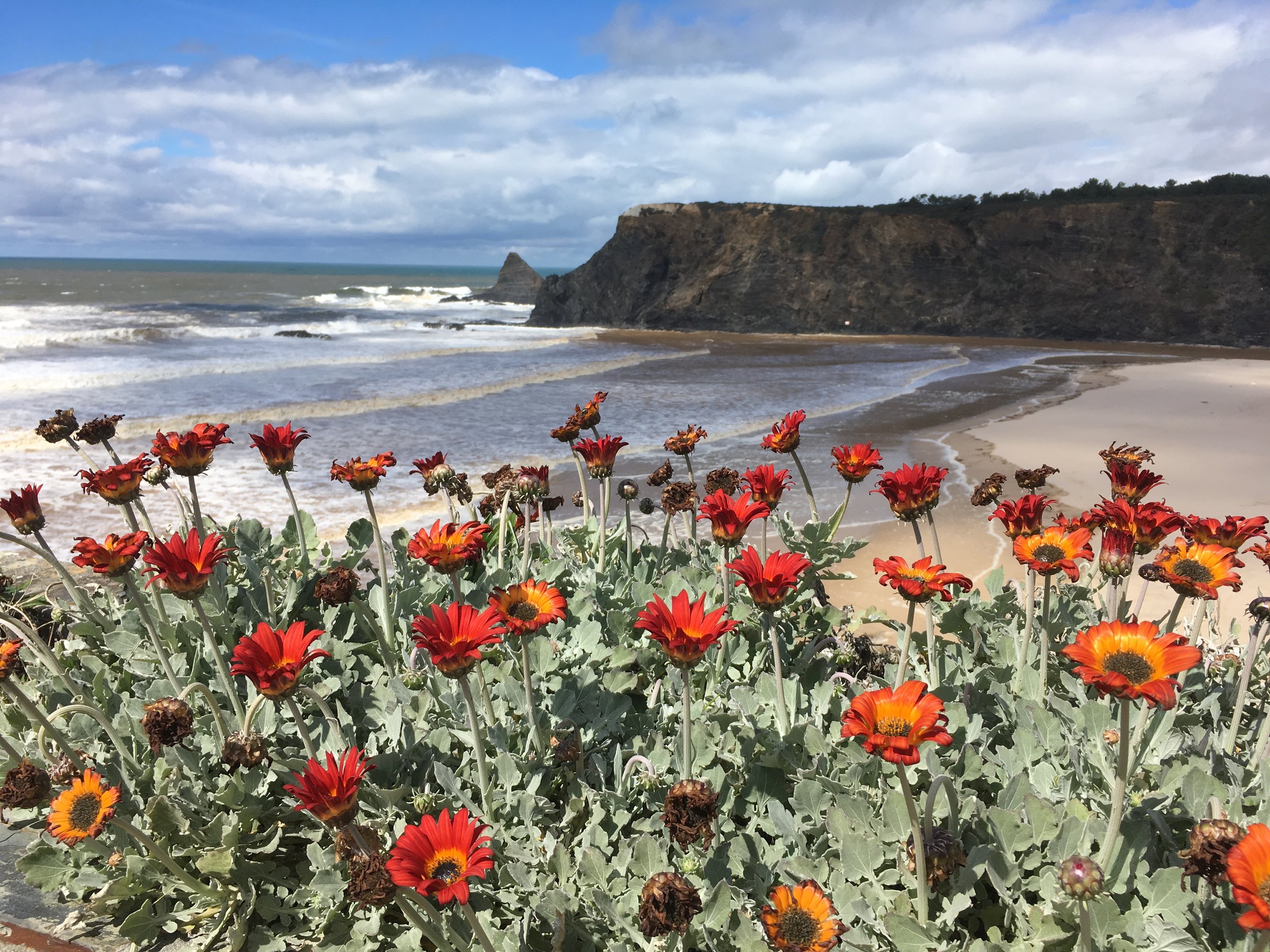 Beach with flowers.jpg