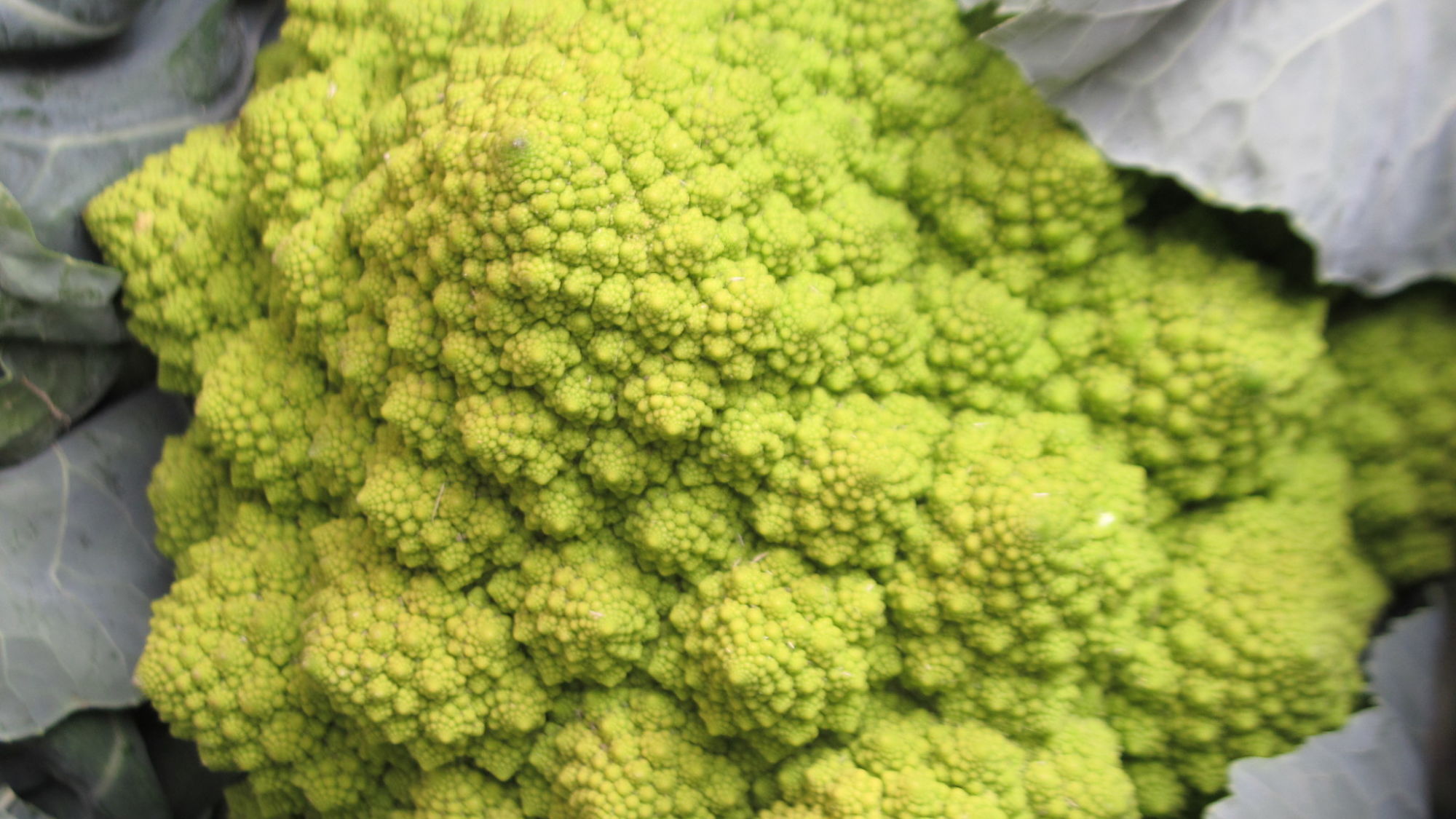 Broccoflower at a local green market near the Bastille, Paris.