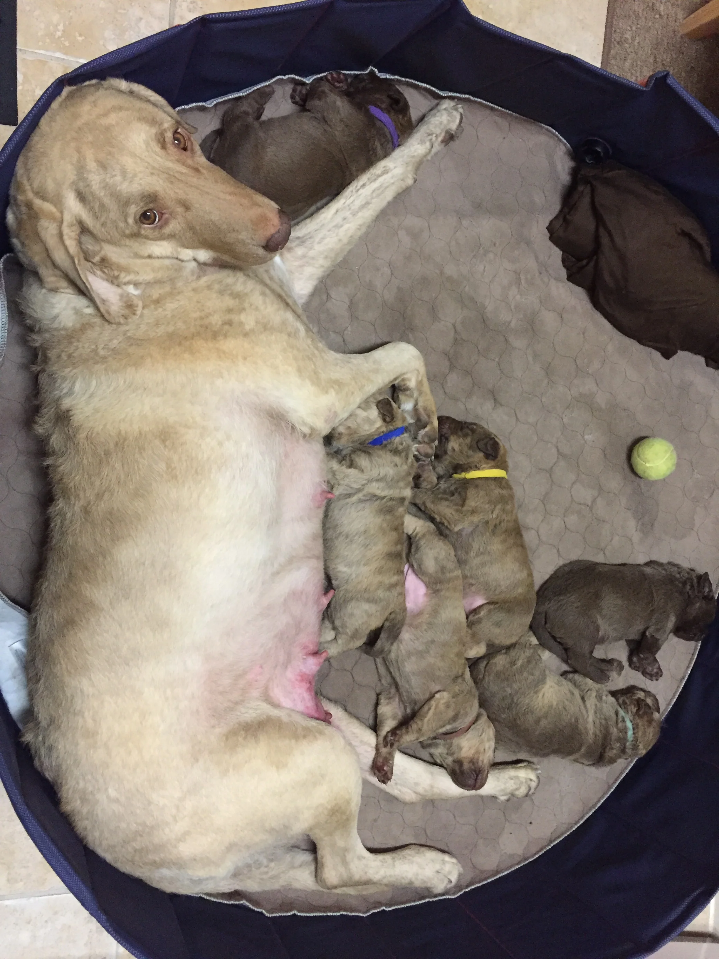 Milk Coma.jpg