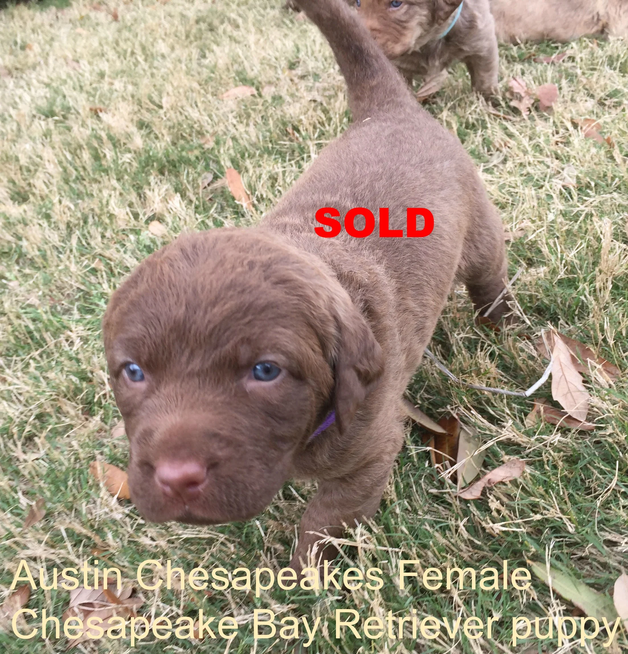 3 Weeks Purple_SOLD.jpg