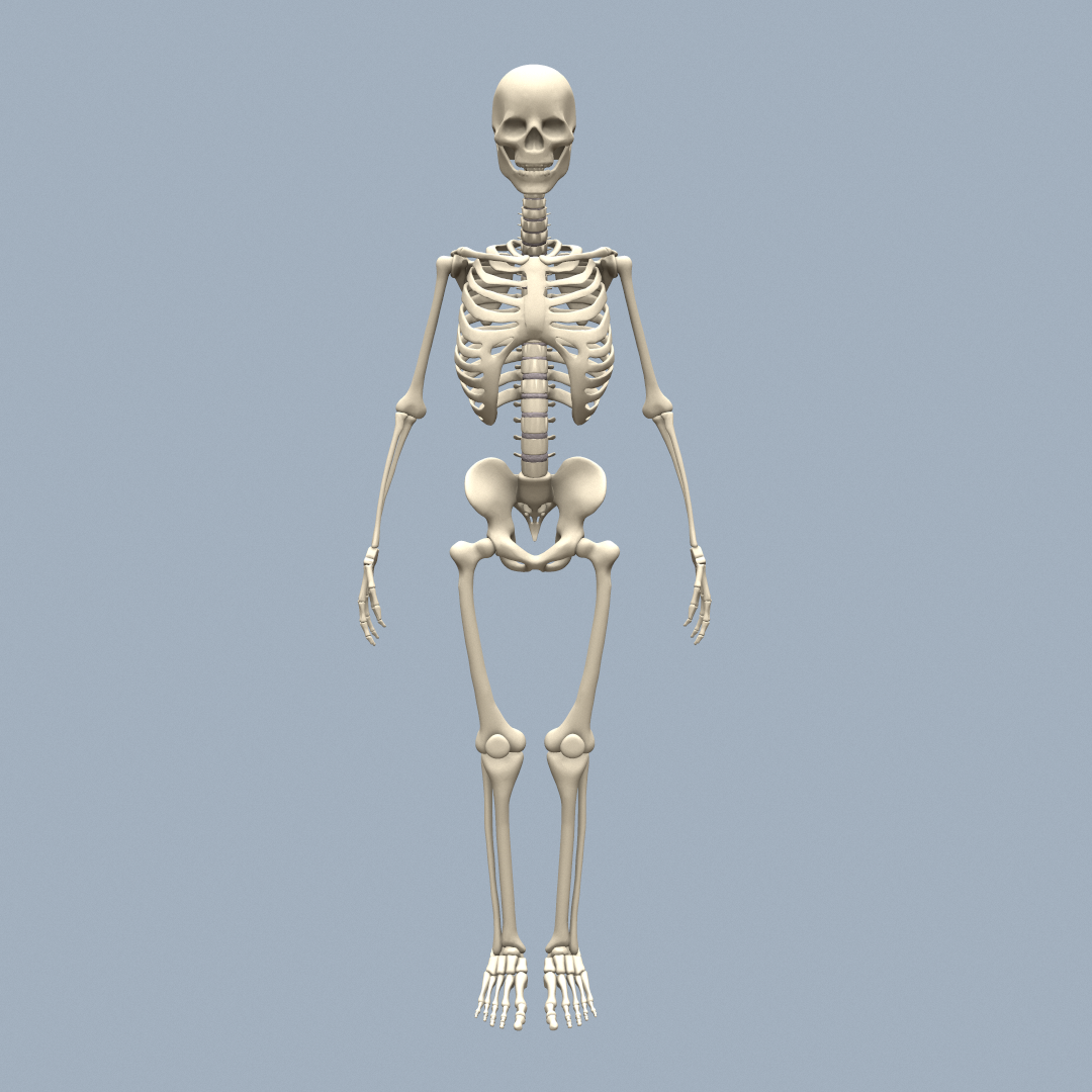 skeleton_front.png