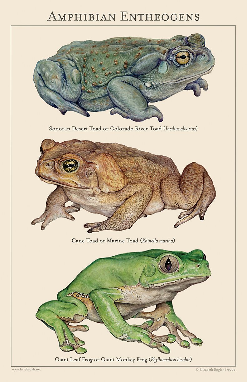 amphibian entheogens poster web small.jpg