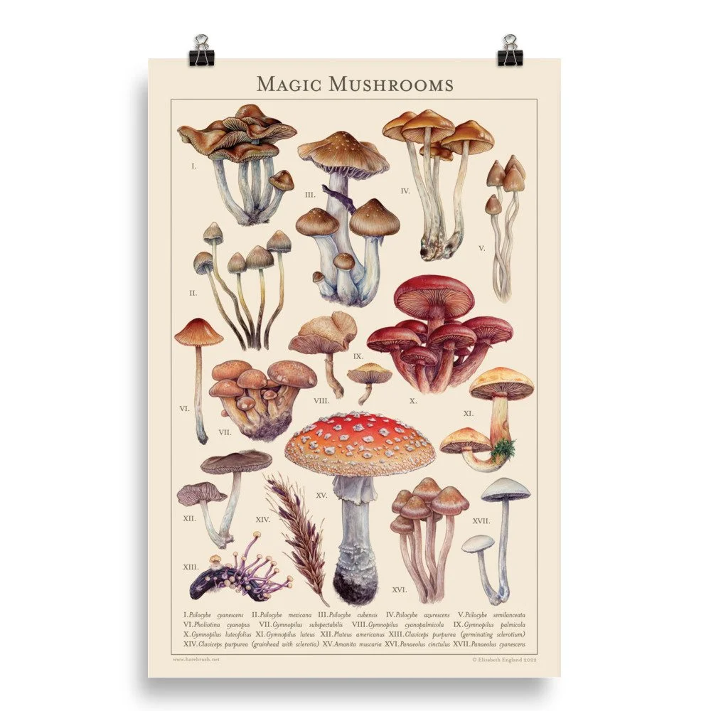 enhanced-matte-paper-poster-(in)-20x30-transparent-6407c5ecdf5c9.jpg