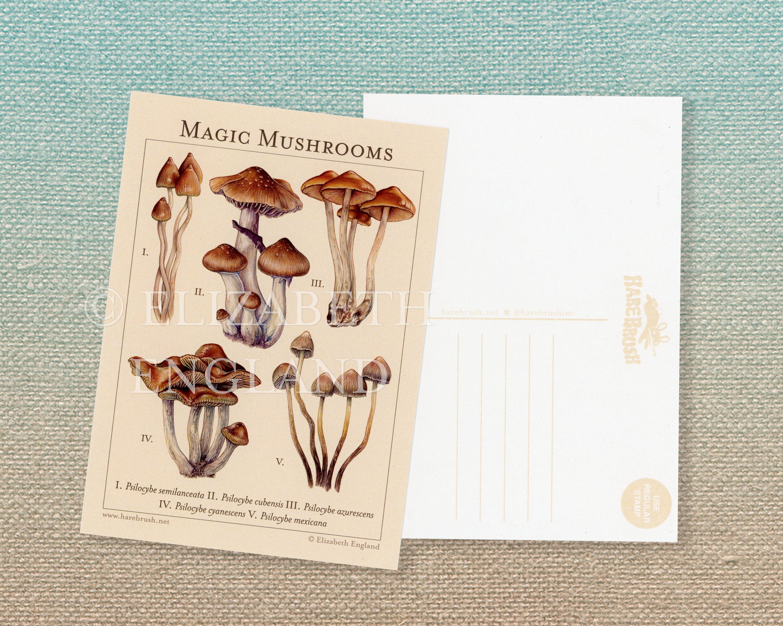 magic mushrooms postcard listing watermarked.jpg