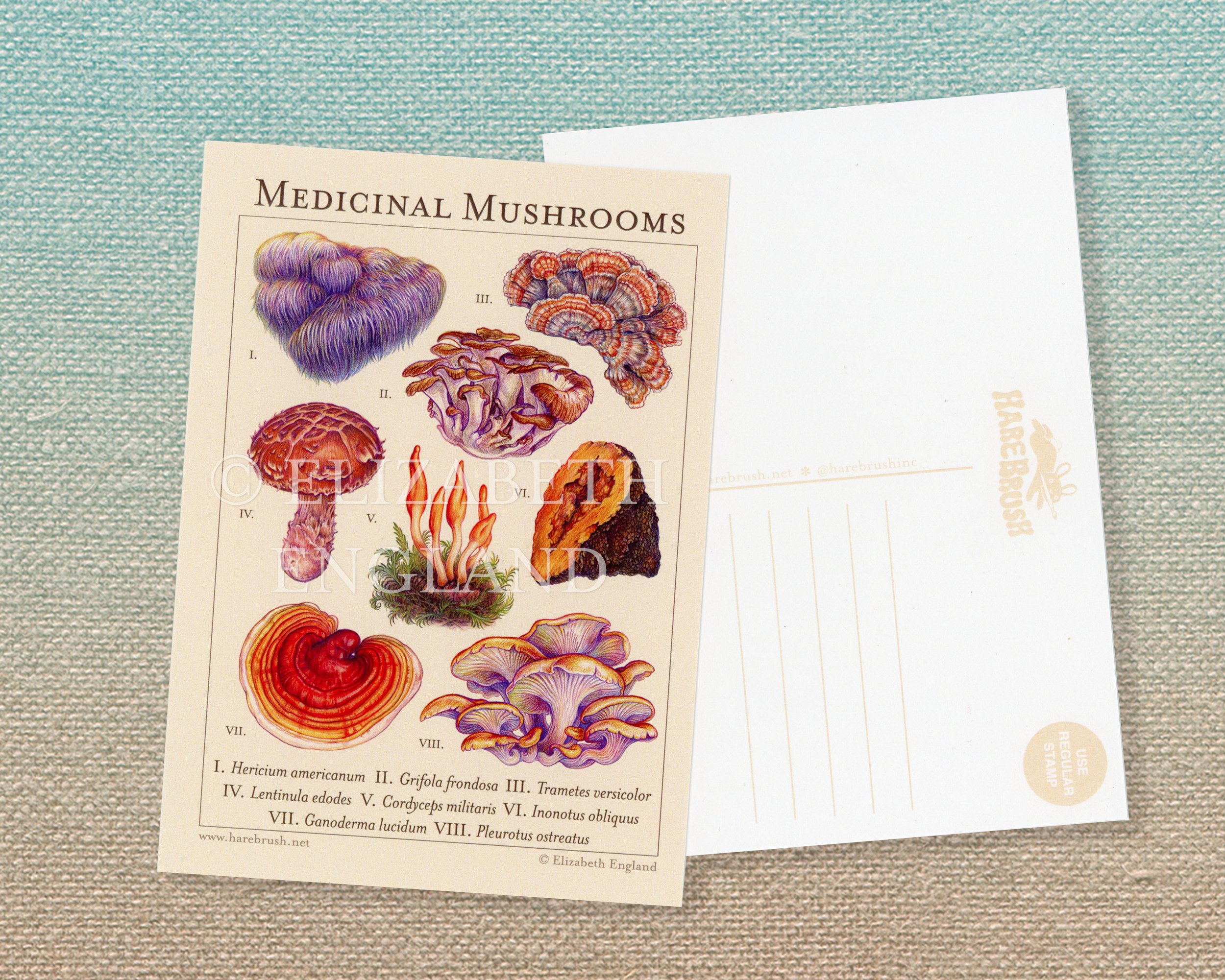 medicinal mushrooms postcard listing watermarked.jpg