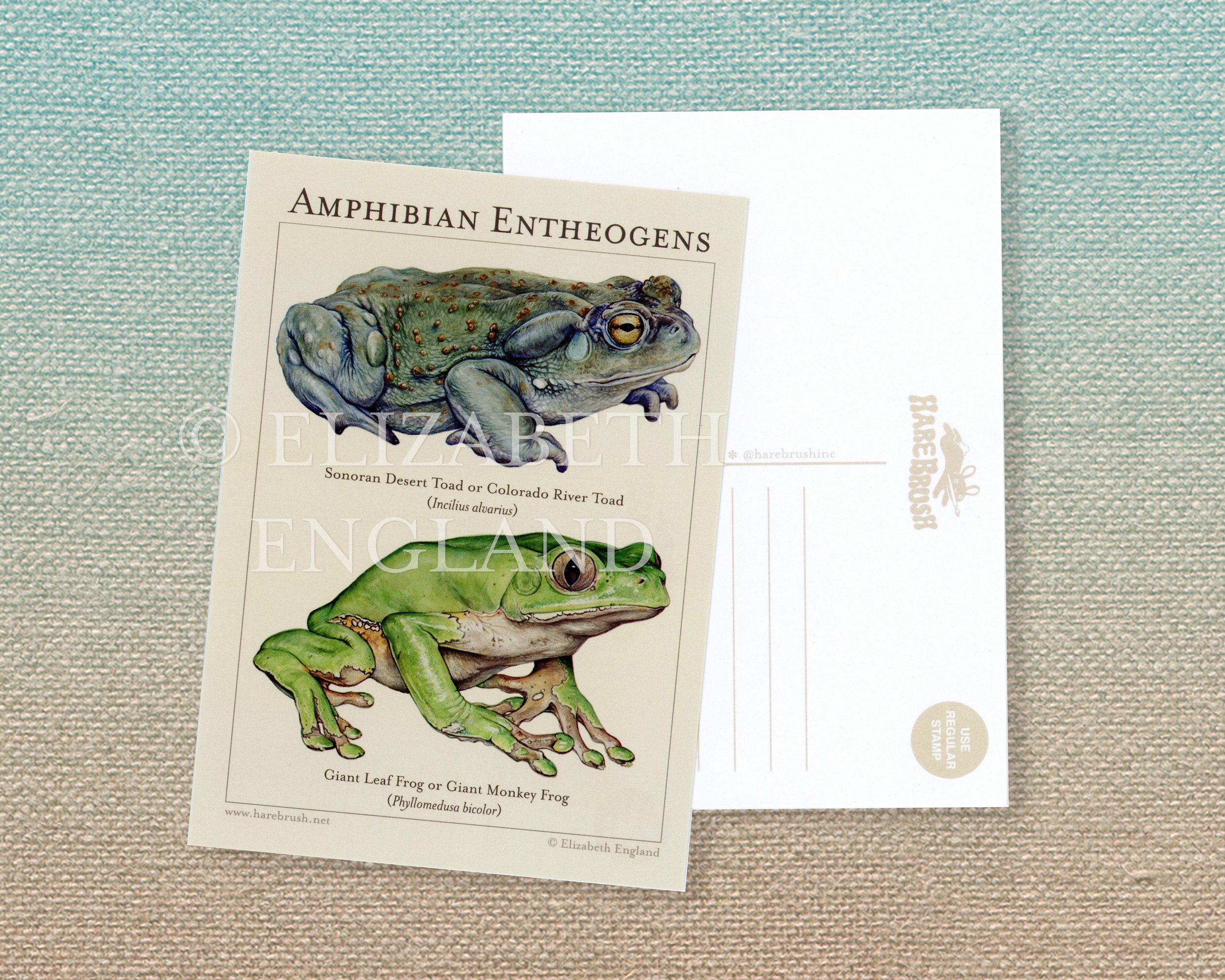 amphibian entheogen postcard listing watermarked.jpg