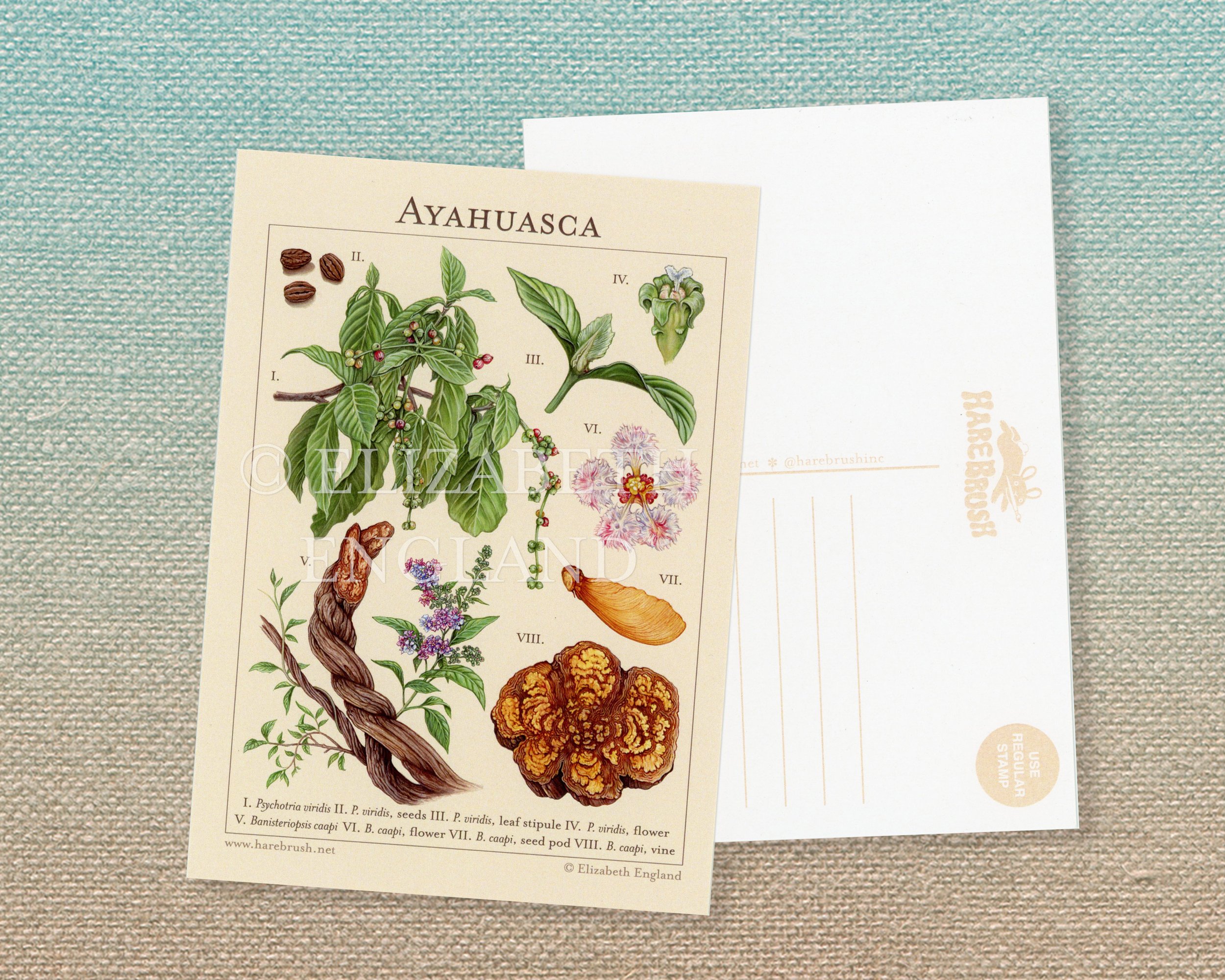 ayahuasca postcard listing watermarked.jpg