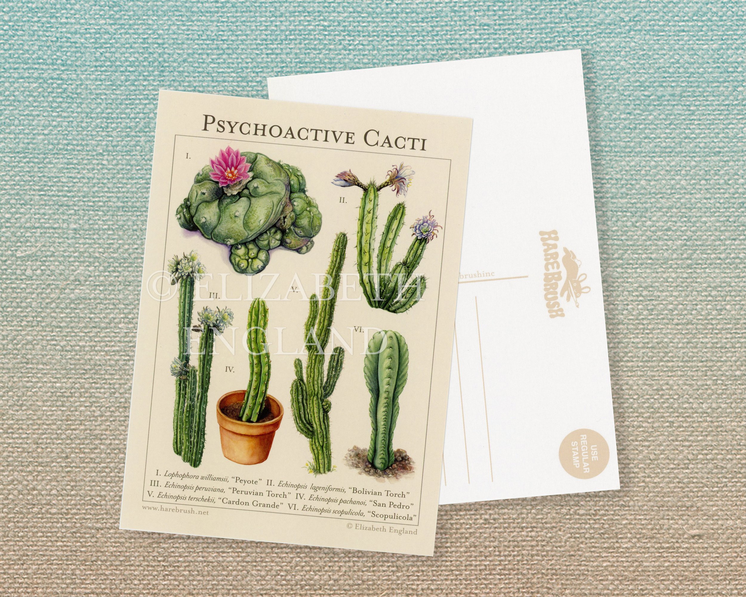 psychoactive cacti postcard listing watermarked copy.jpg