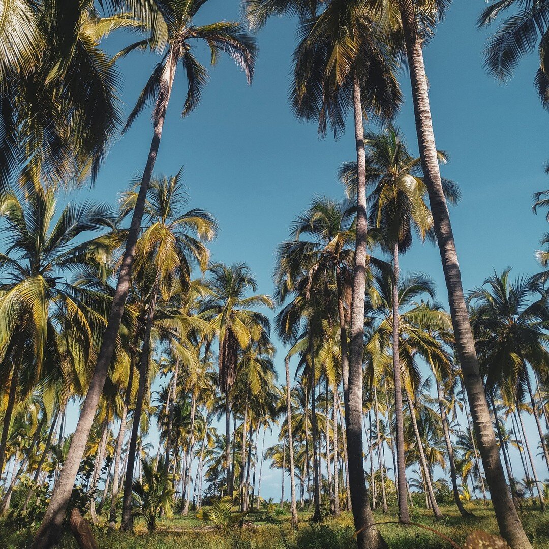 &iquest;Cu&aacute;l de las 2 te gusta m&aacute;s? 🌴🌴🌴

Ph: @jorgebrugesc