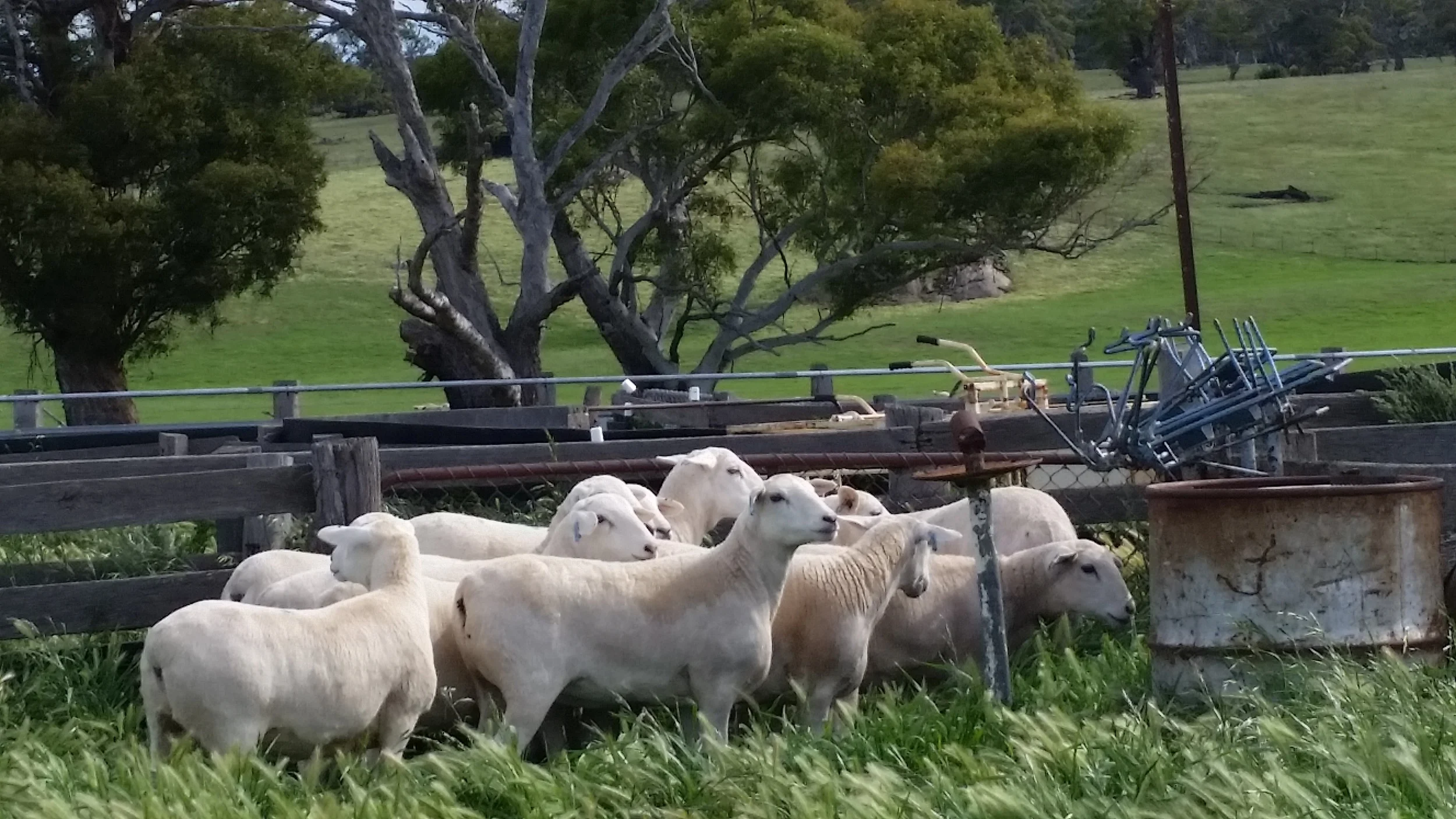 Australian White stud ewes.jpg