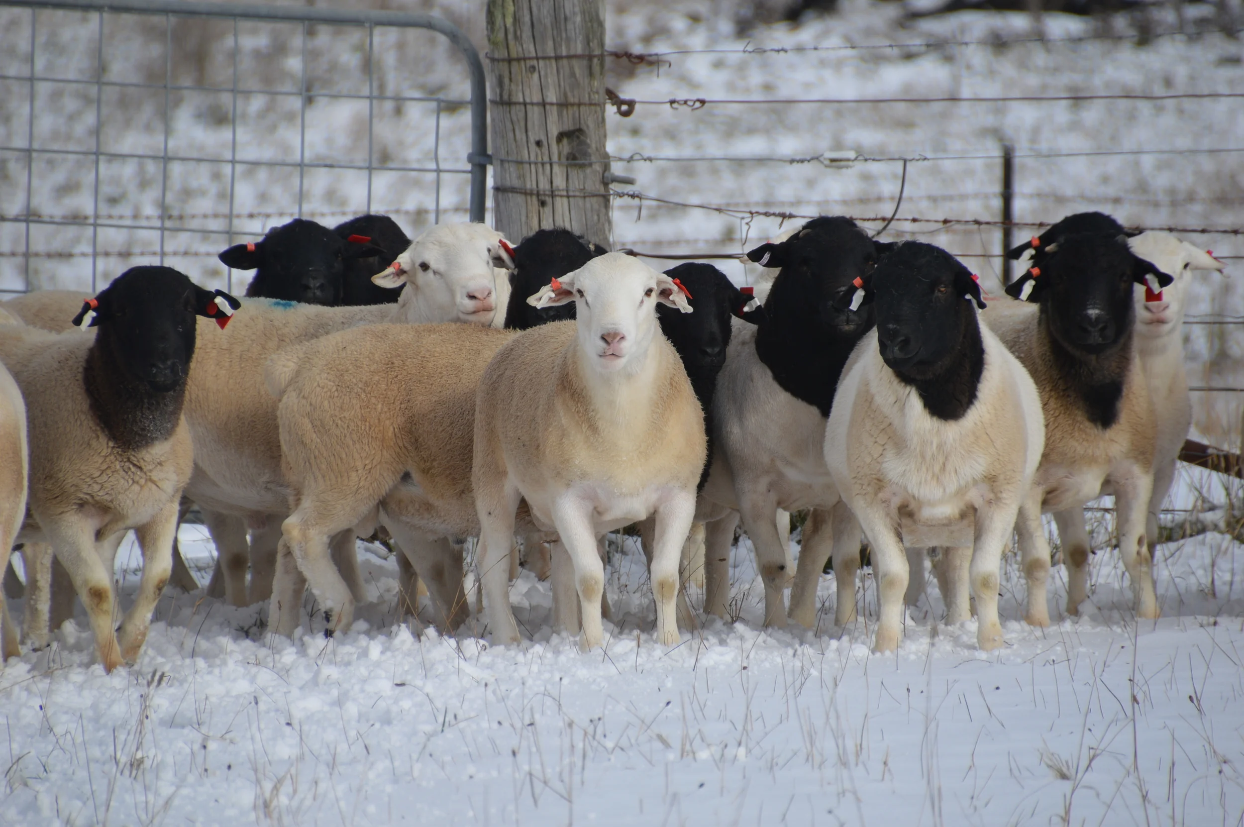 June 1st 2015 (10).JPG