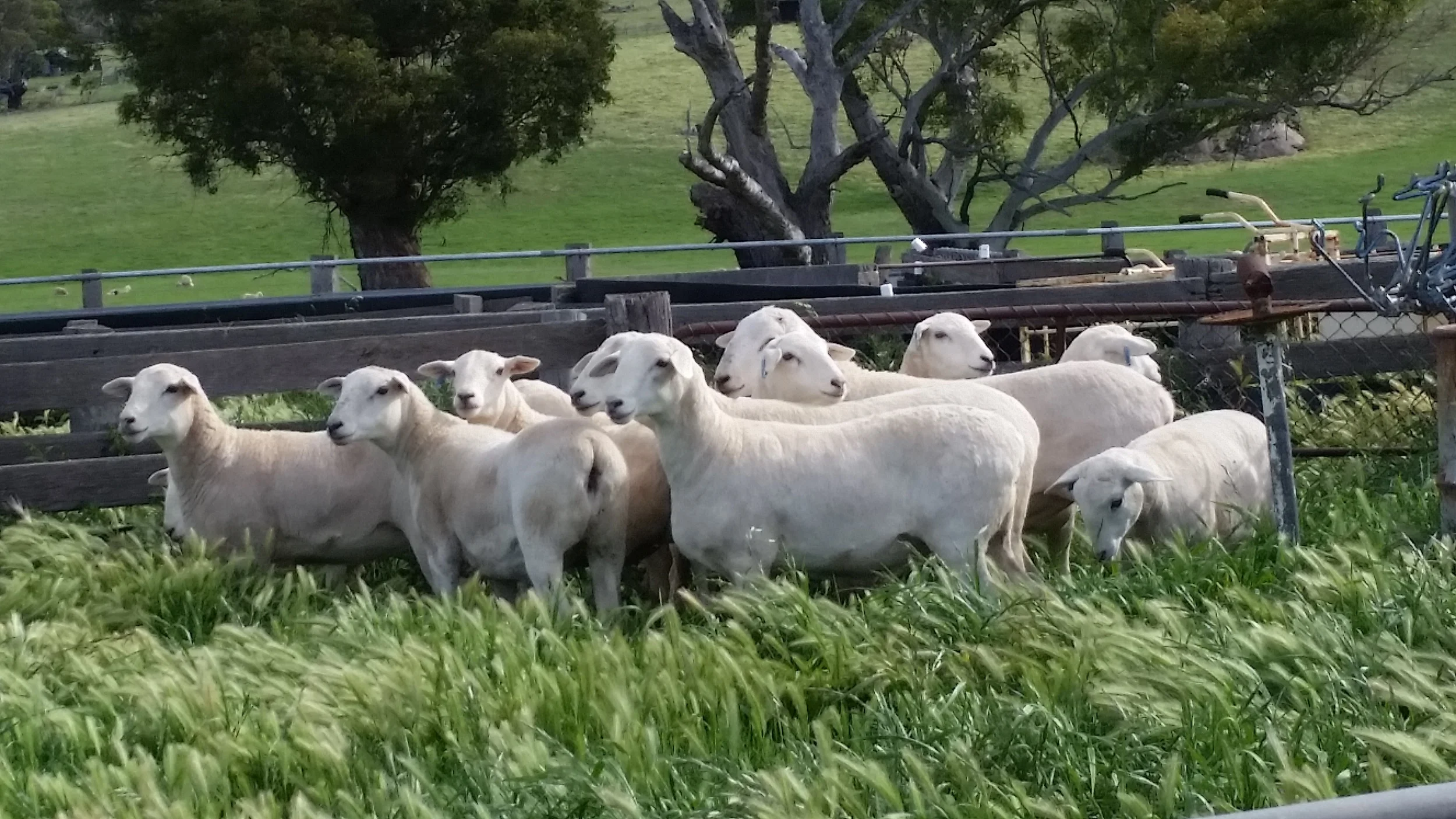 Australian White stud ewes .jpg