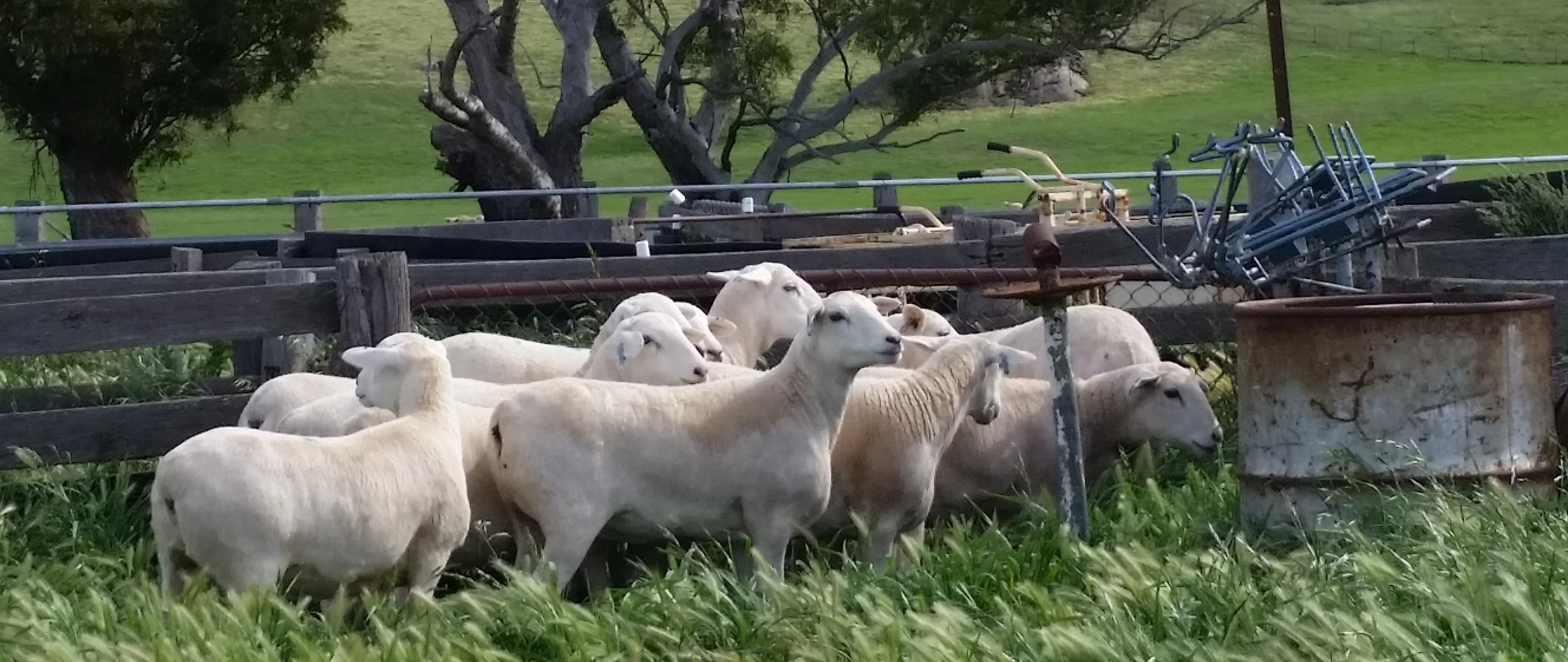 Australian White stud ewes .jpg