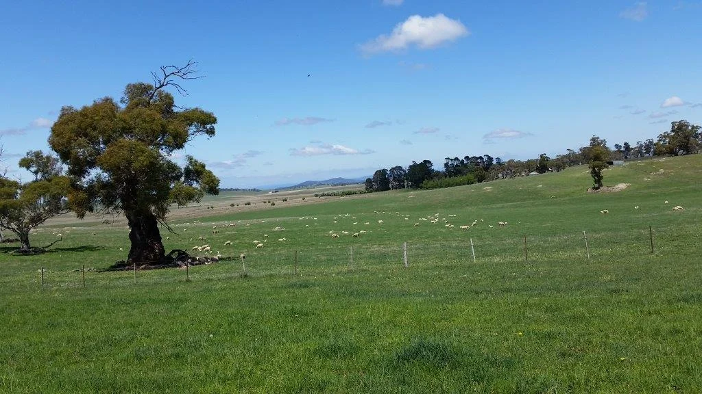   Woburn    Australian Whites  