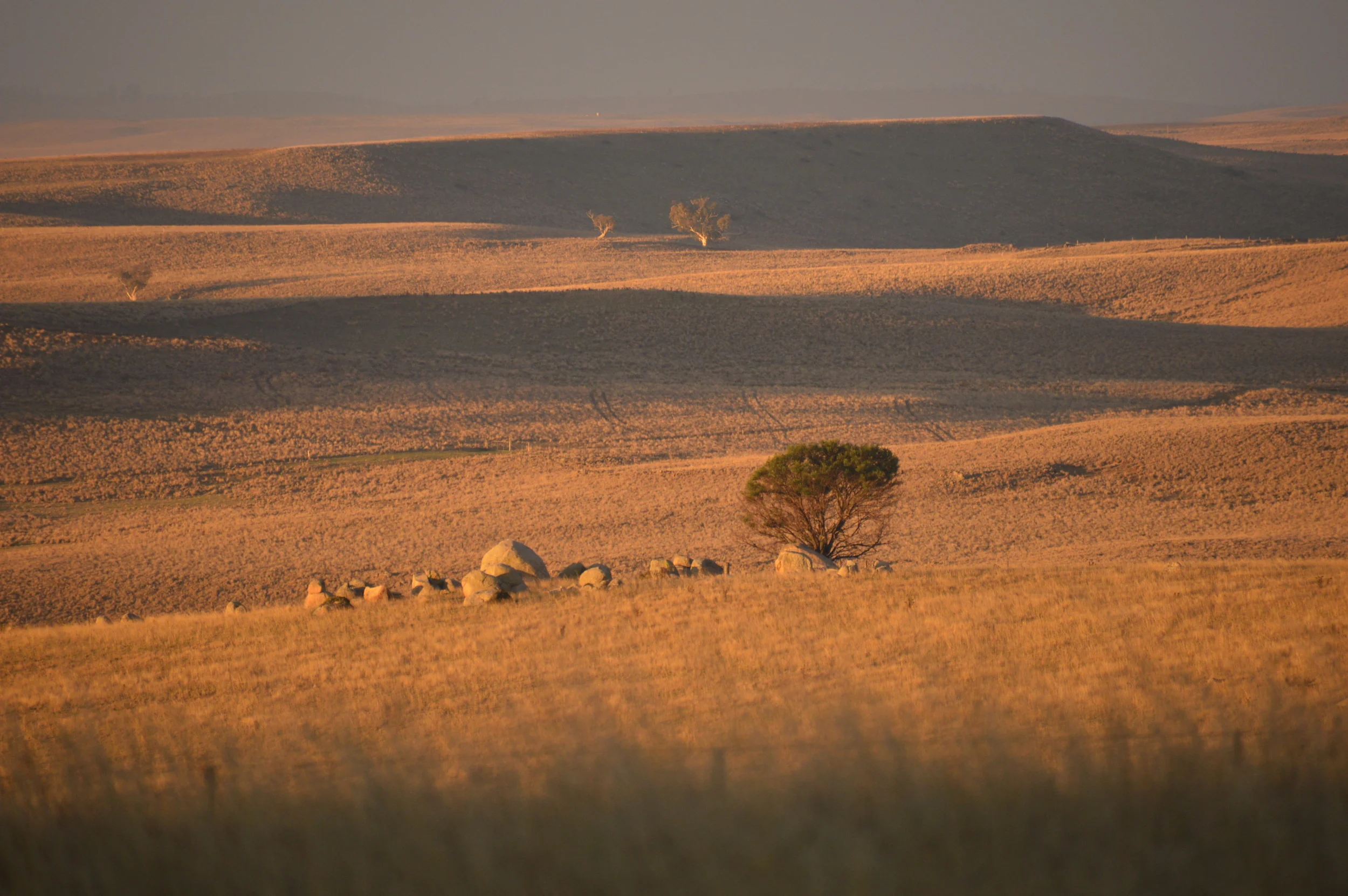   Woburn    Laikipia Dorpers &amp; White Dorpers  