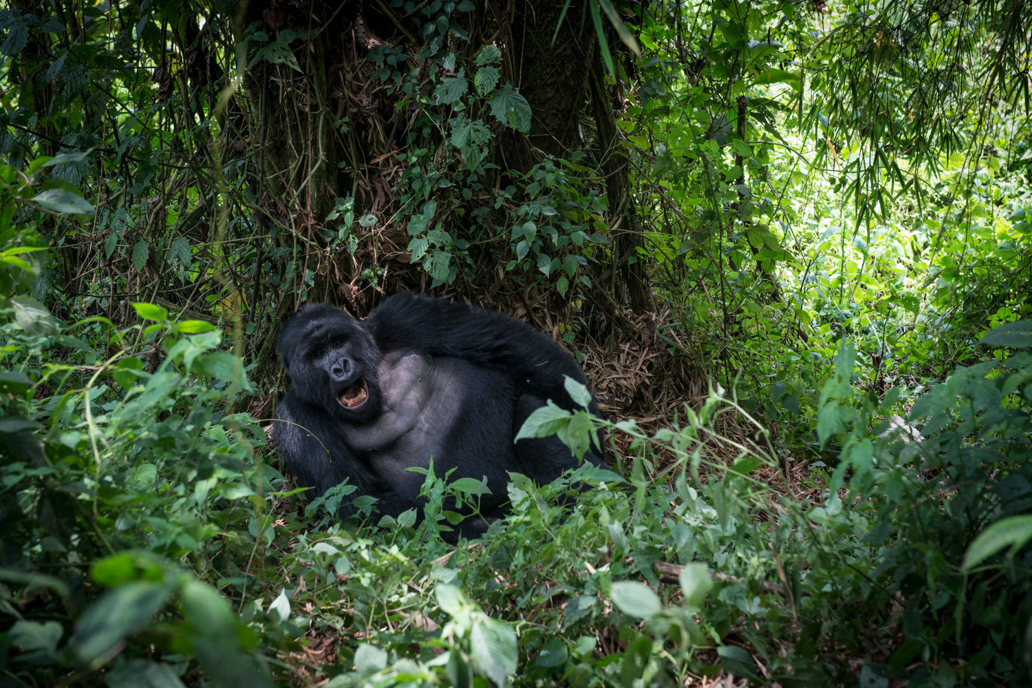  A silverback gorilla lounges below a tree in Virunga's National Park.
 