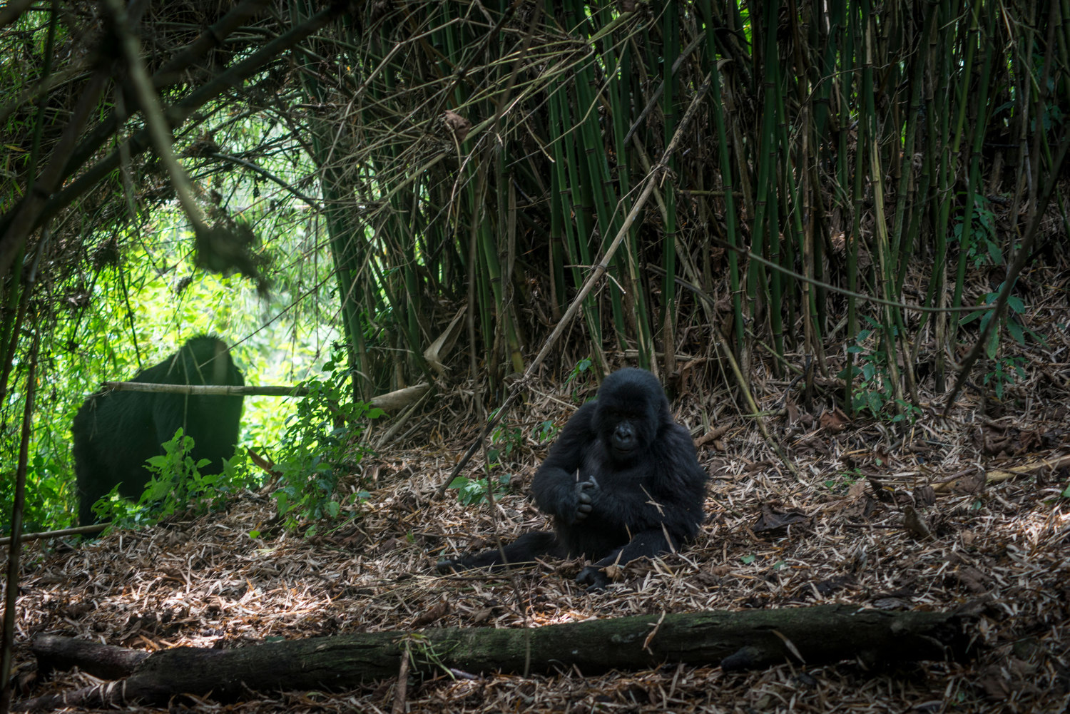  A mother gorilla watches after her child in the Mikeno sector of Virunga National Park. 