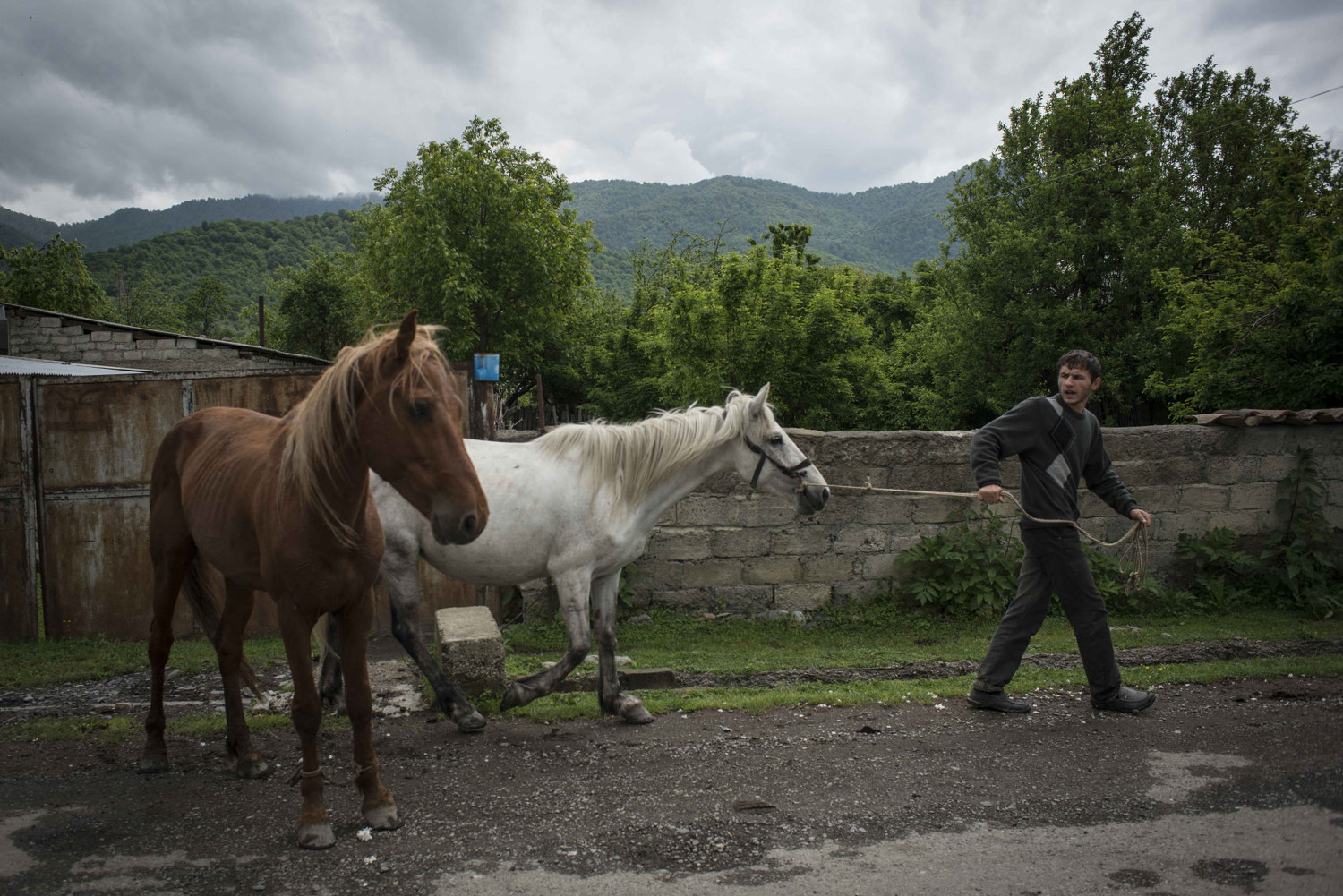  In the secluded Muslim enclave of the Pankisi Valley, a farming and agro-tourism village, a man pulls his horses down the main street in Jokolo, Georgia.

 