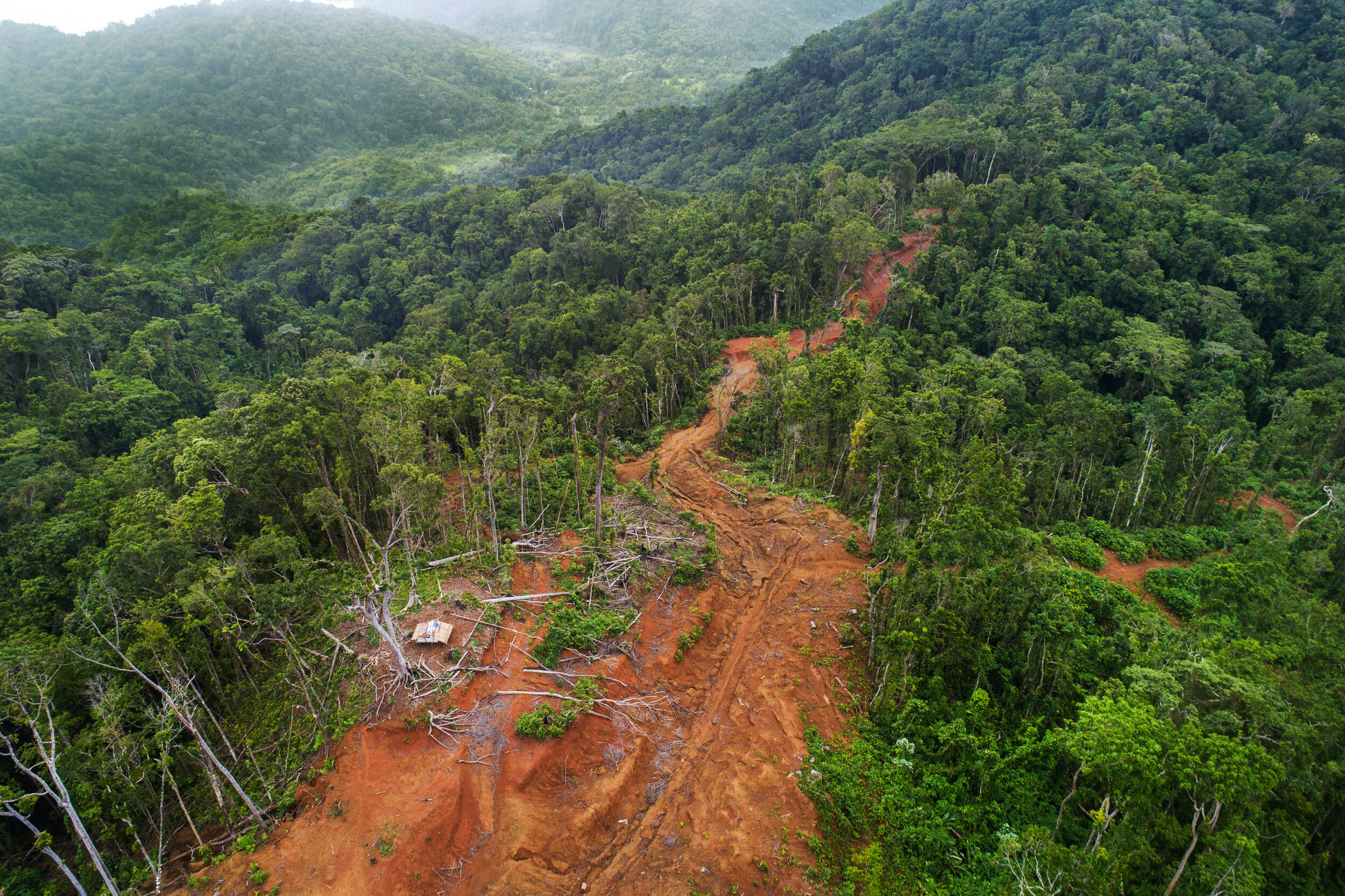  A logging road leads up to the main camp of the Galego company before they were ejected by a group of locals who ejected the company through legal means.  Logging roads are one of the many ways the companies are ruining the islands. The Solomon Isla