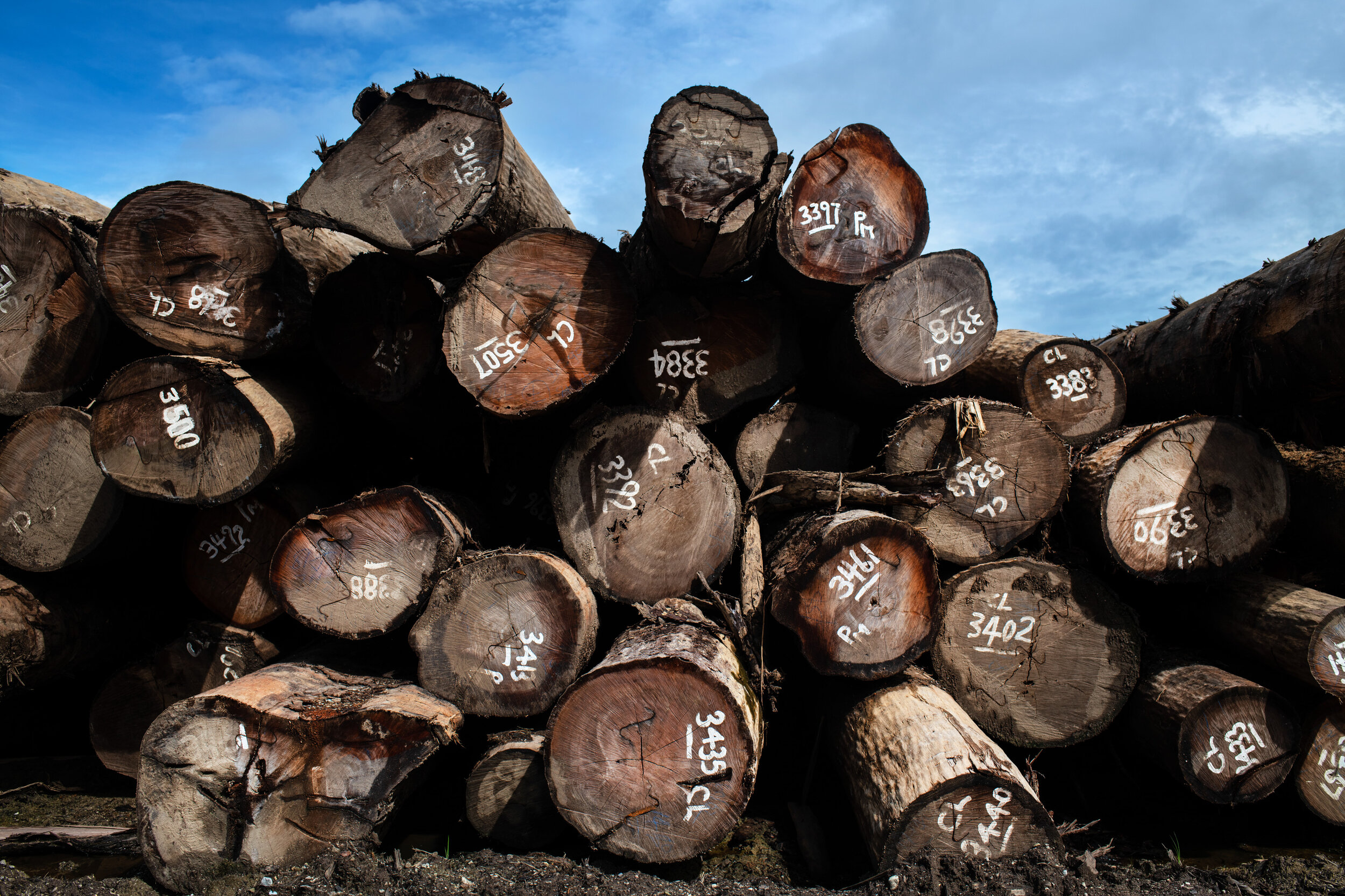  A logging point on the Eastern Tip of Guadalcanal Island used by the Apex company on September 23rd, 2019. These logging points are crucial for moving round logs to ships and out of the country. The point is located at 09°33′54.94″S 159°38′19.74″E a