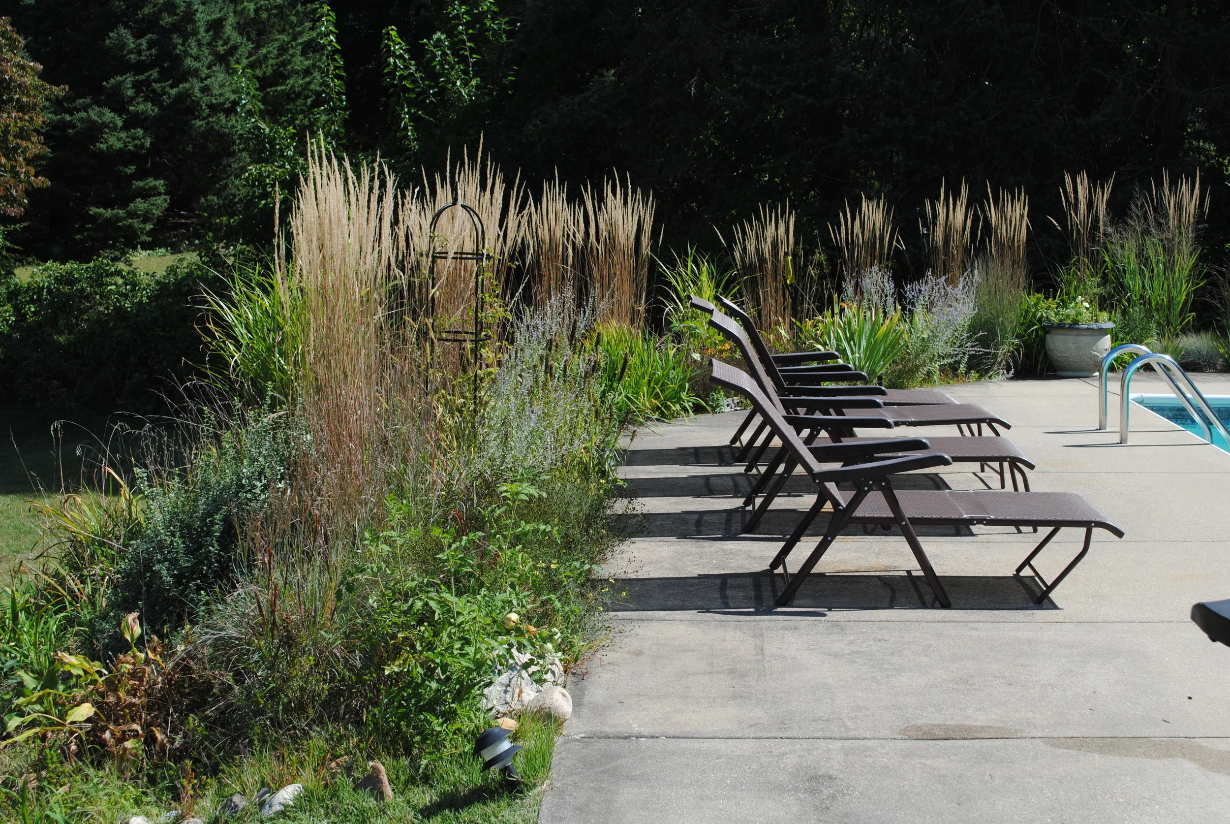 Plantings of tall grasses and Russian Sage around the perimeter of the pool soften the edges of the pool and add texture and movement.
