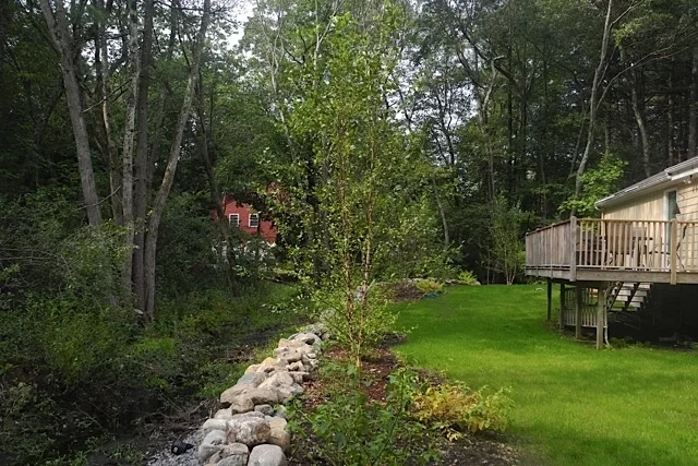An informal fieldstone wall and regrading helps with the drainage and native River Birch trees and Twig Dogwoods do well in the moist soil.
