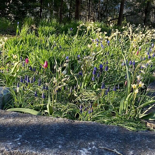 Little Spring bulbs!