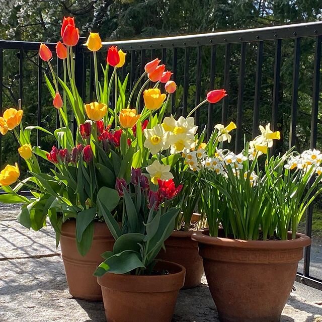 Tulips and Daffodils in pots on the doorstep.