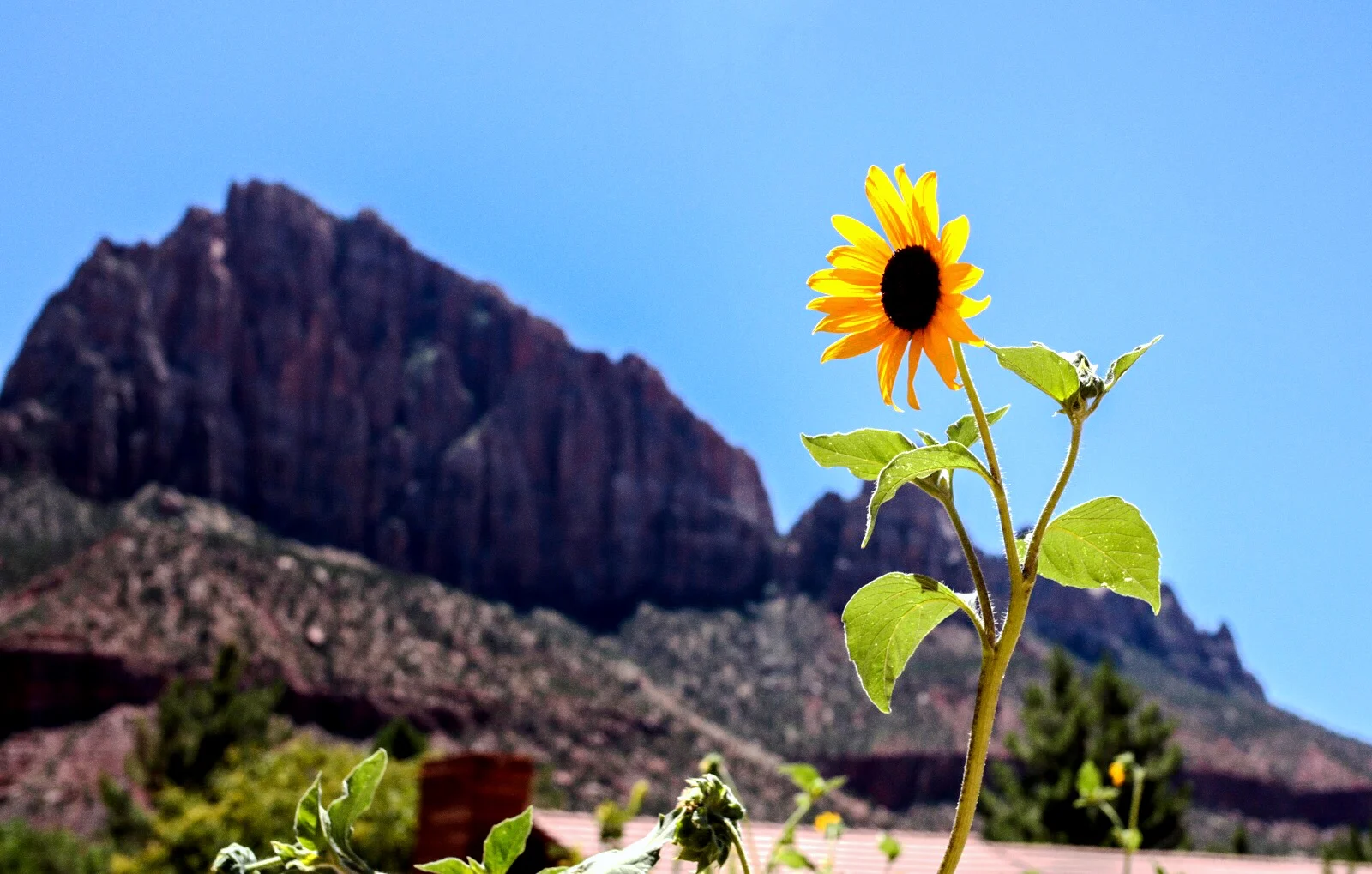  Sunflower at Zion National Park, Utah 