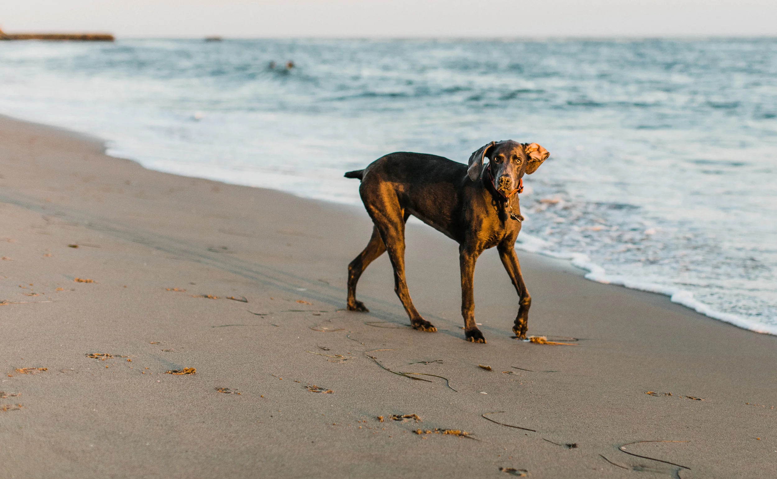 lily-oakley-santa-cruz-Aug-2017-0005.jpg