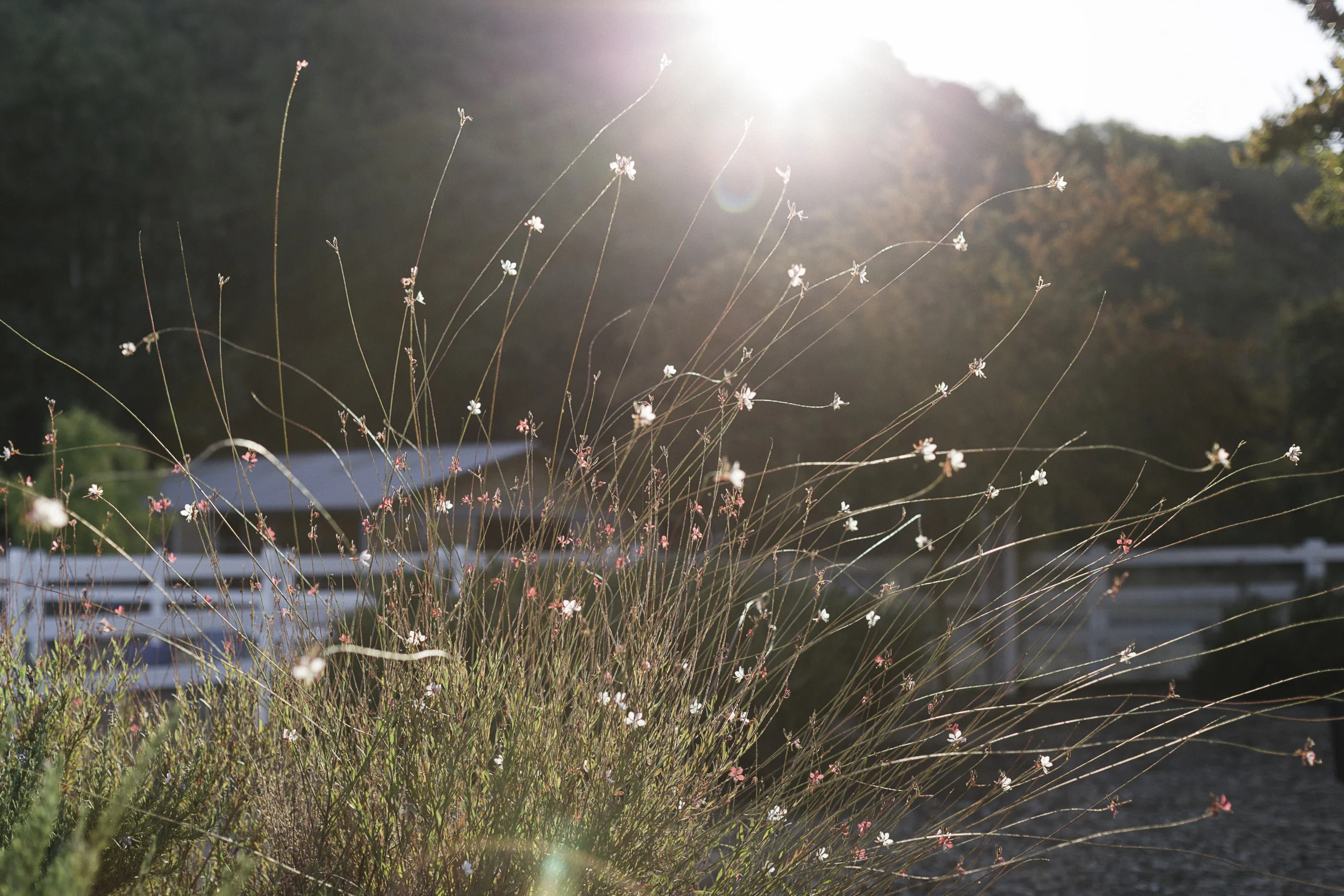 todd-property-flowers-abbey-taylor-ss.jpg