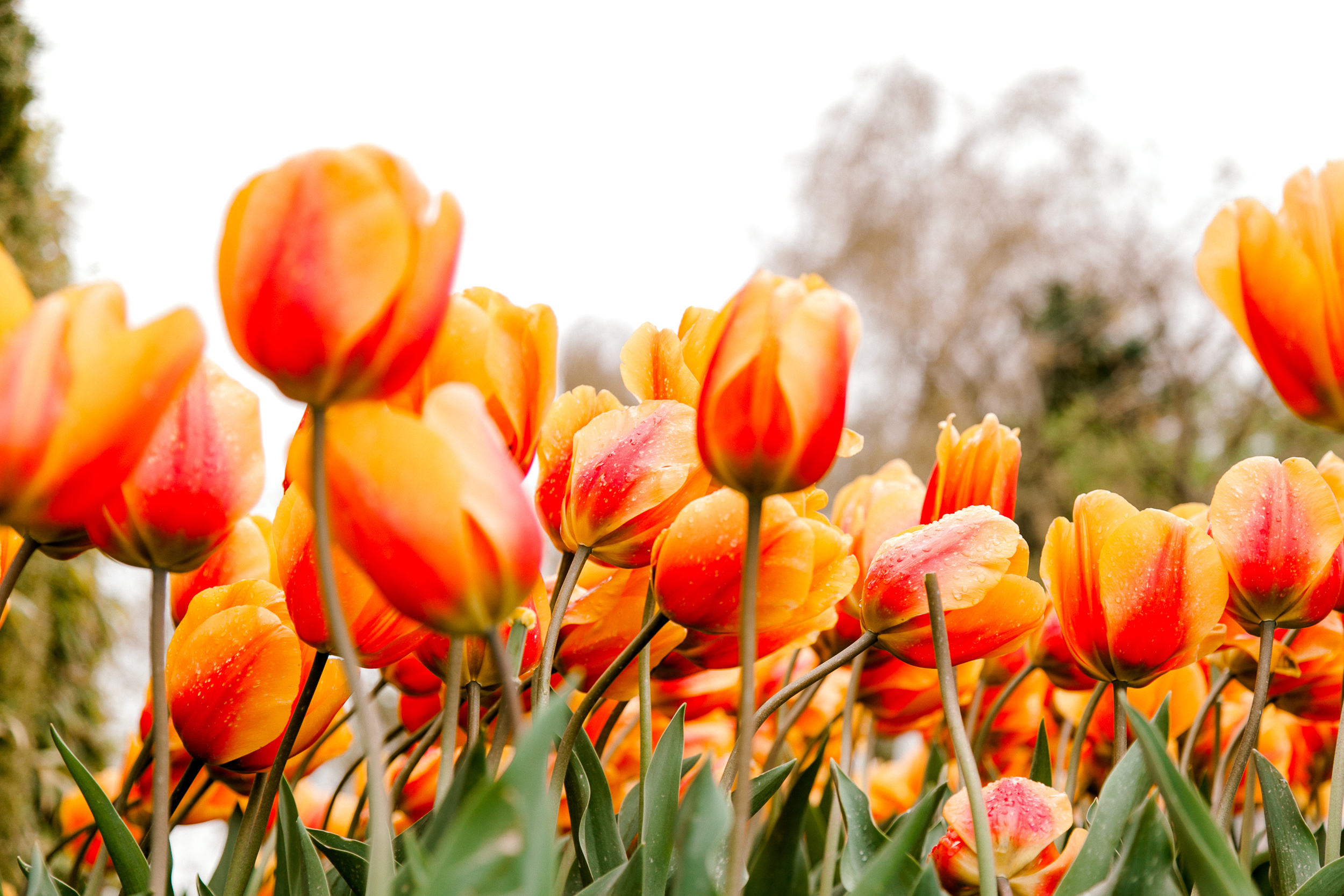 tulips-skagit-wa-abbey-taylor-2.jpg