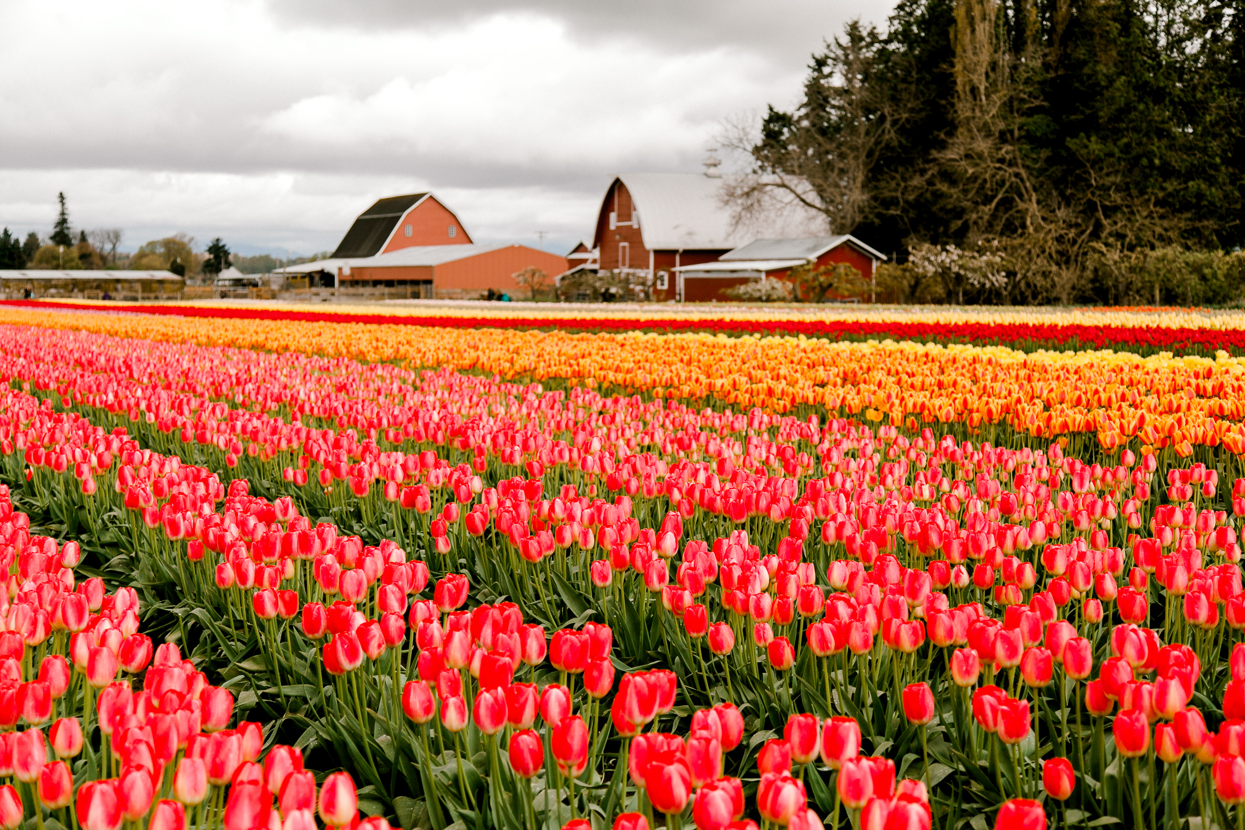 tulips-skagit-wa-abbey-taylor-3.jpg