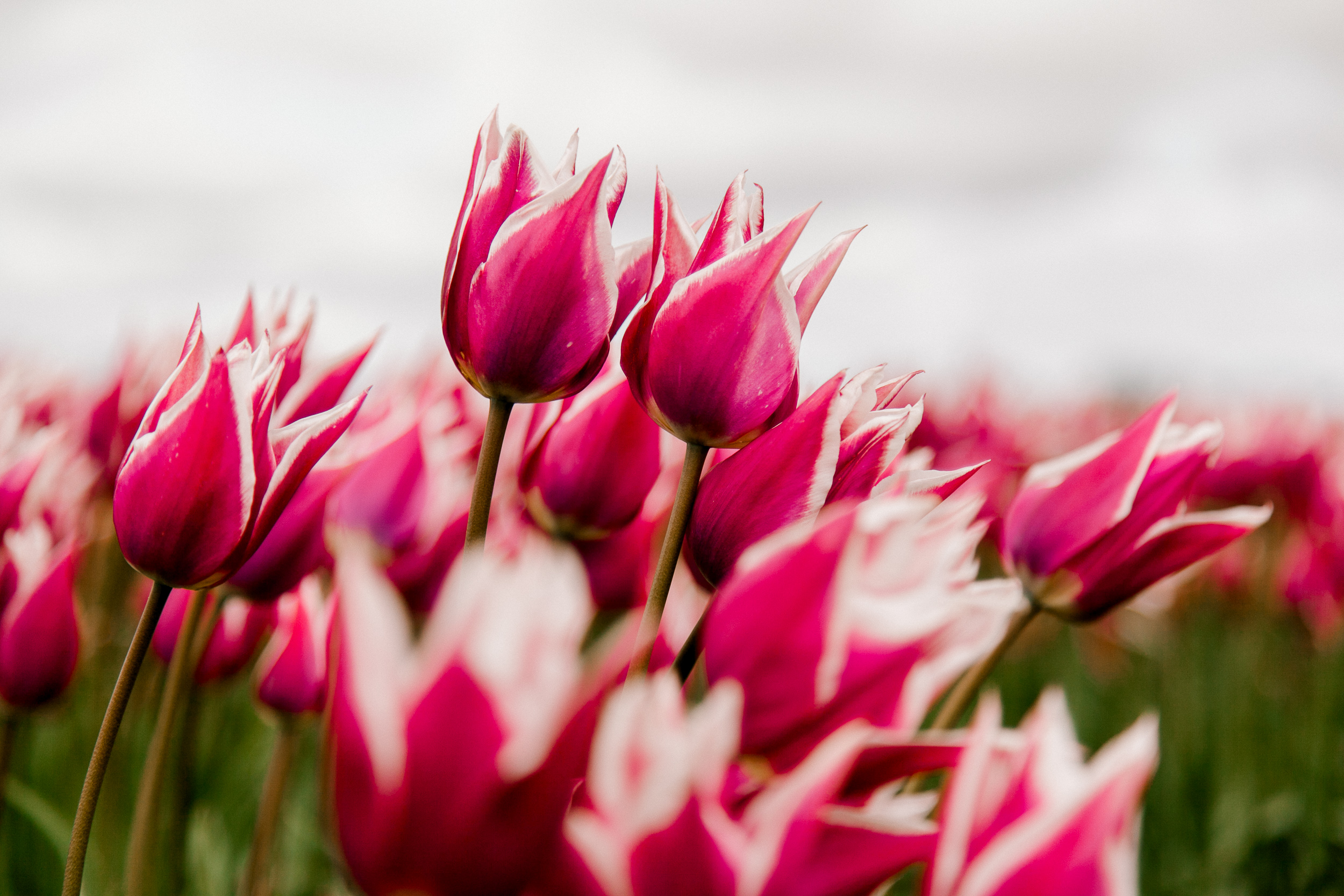 tulips-skagit-wa-abbey-taylor-4.jpg