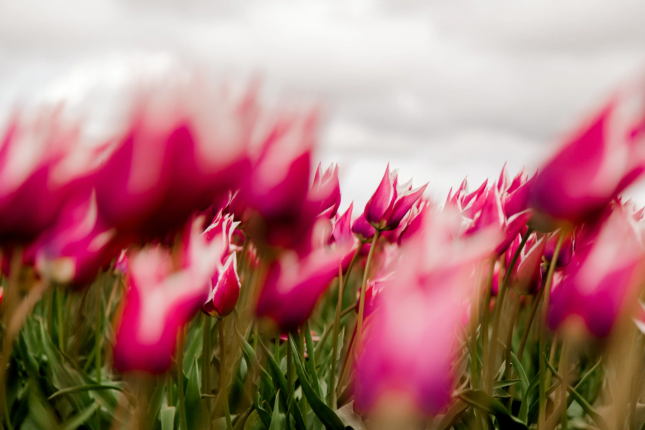 tulips-skagit-wa-abbey-taylor-5.jpg