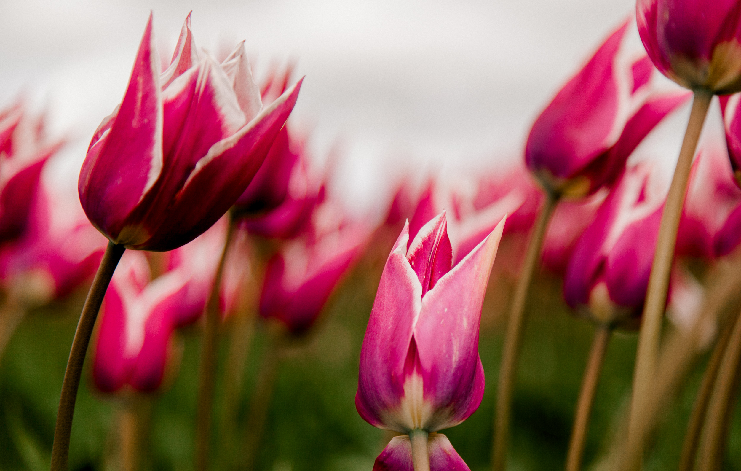 tulips-skagit-wa-abbey-taylor-6.jpg