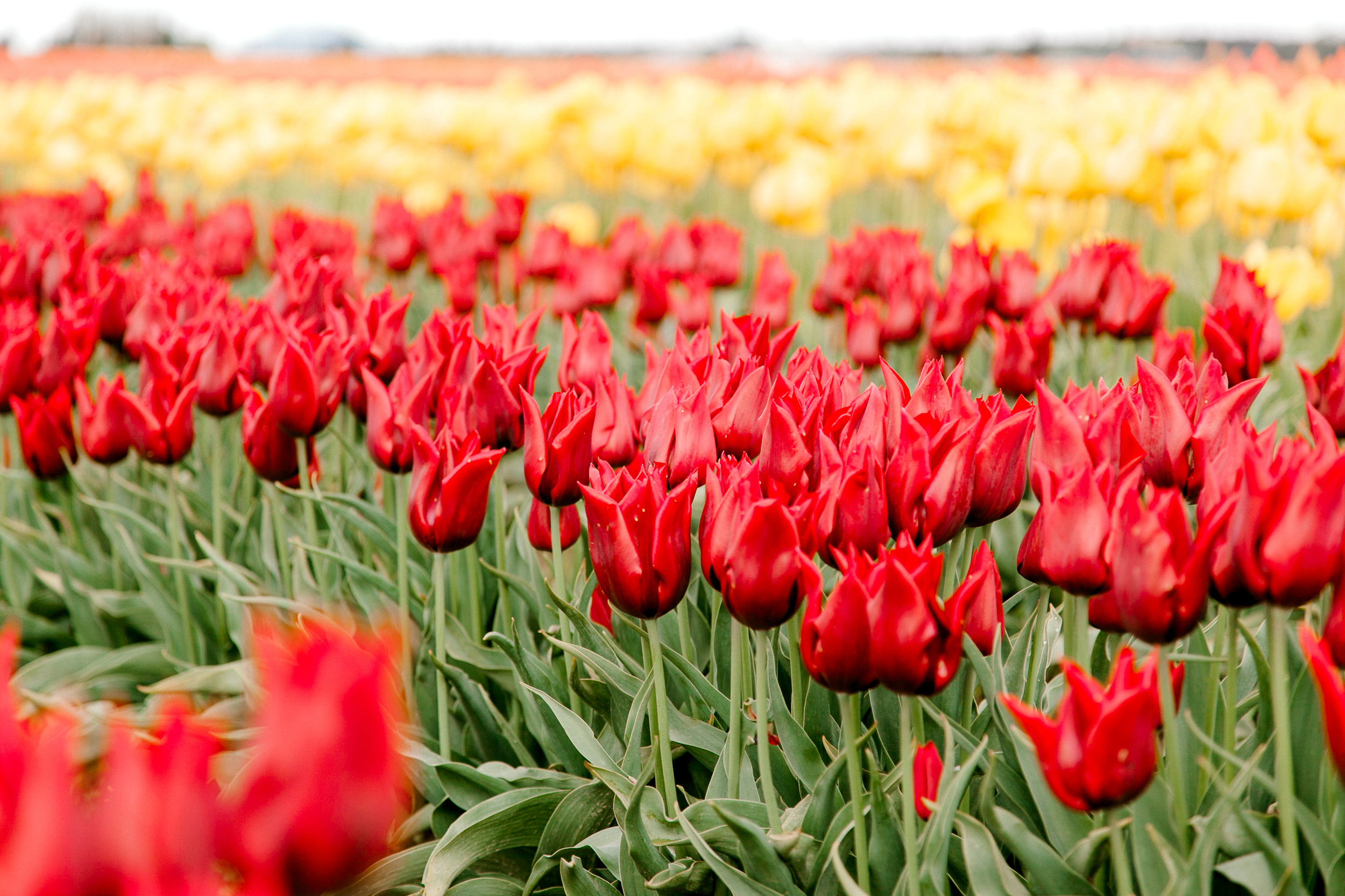 tulips-skagit-wa-abbey-taylor-7.jpg