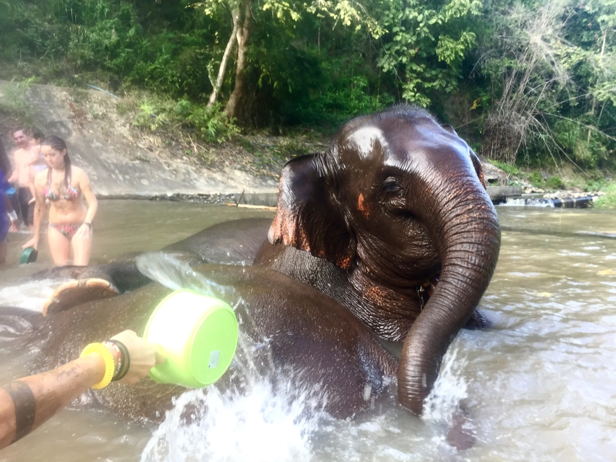 Bathing baby elephants at the Elephant Rescue Sanctuary in Chiang Mai. 