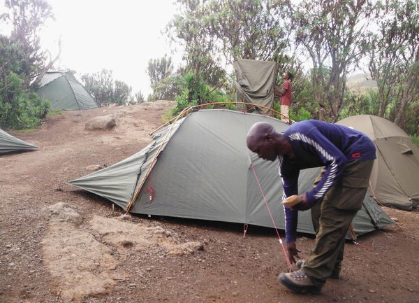 Note: Hashim tripping over stakes