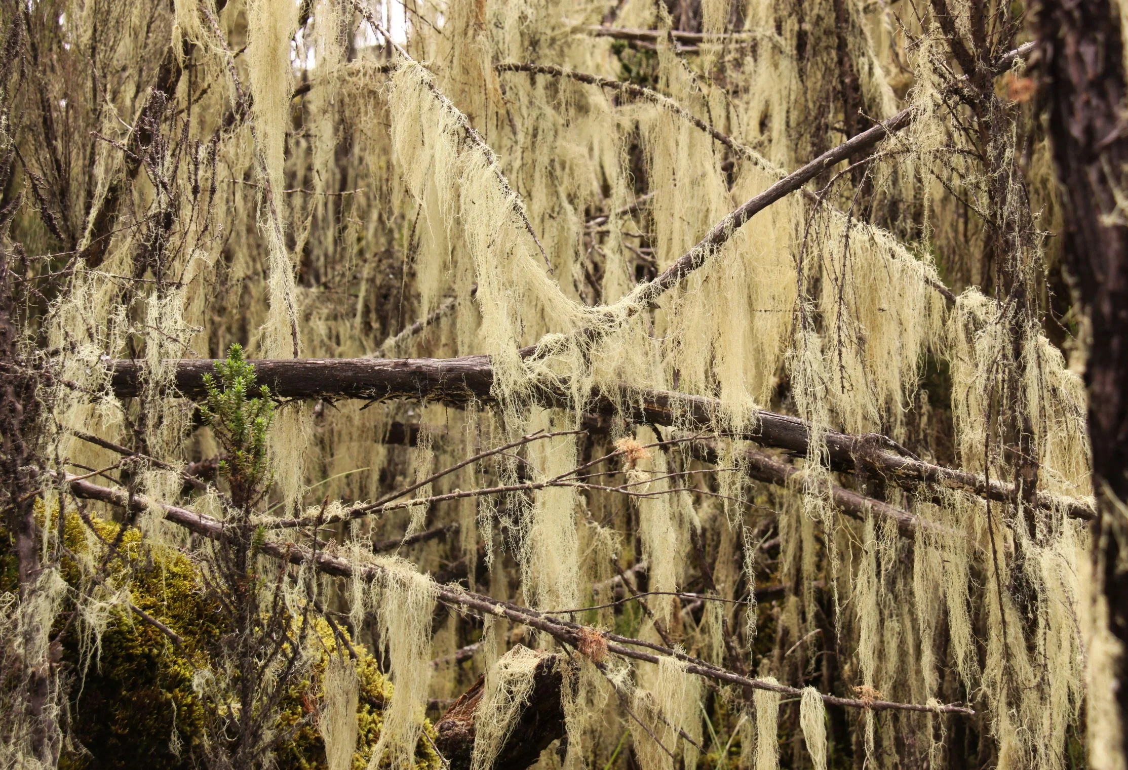 Usnea filipendula or Beard Lichen